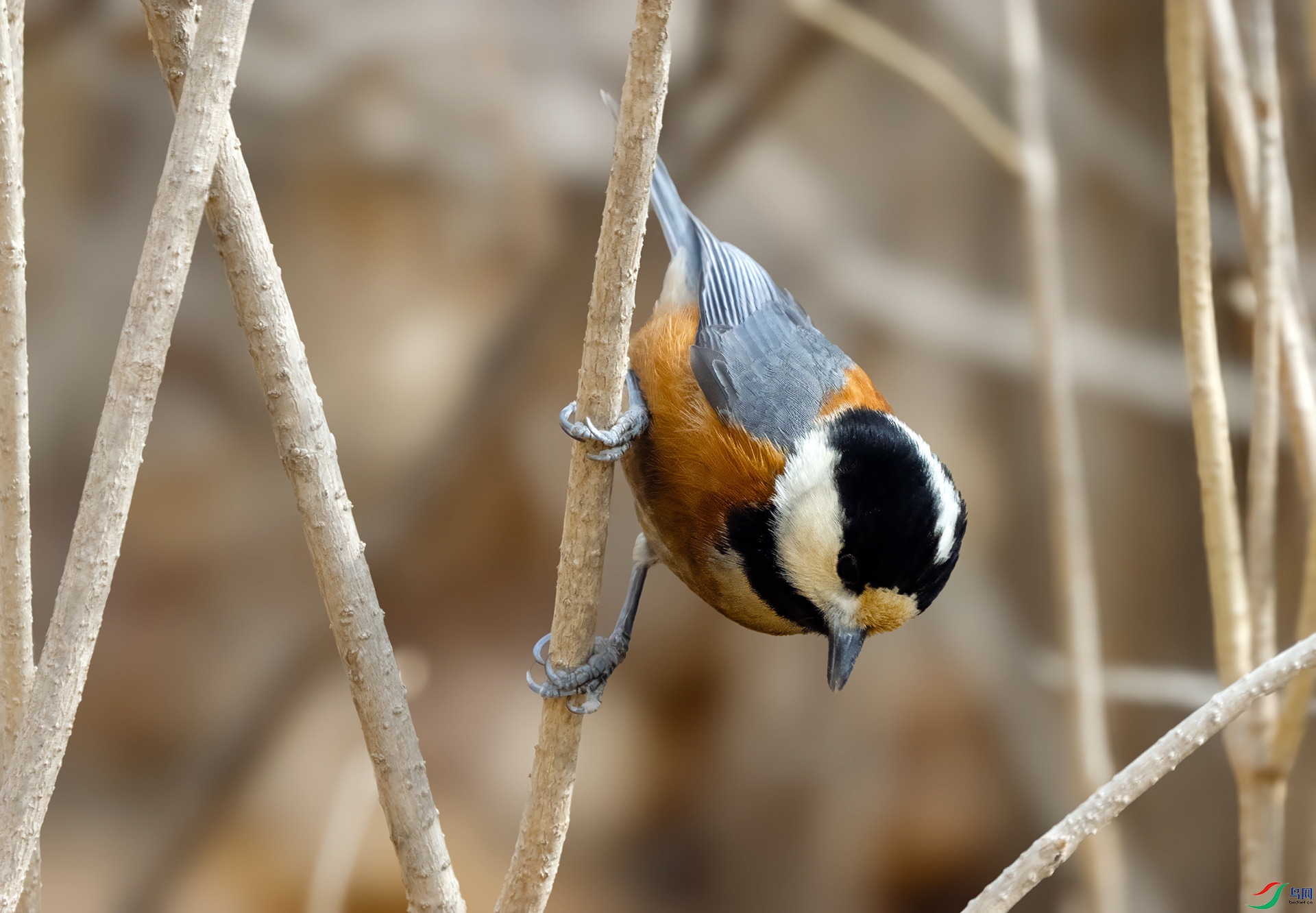 DSC02436 ����.jpg