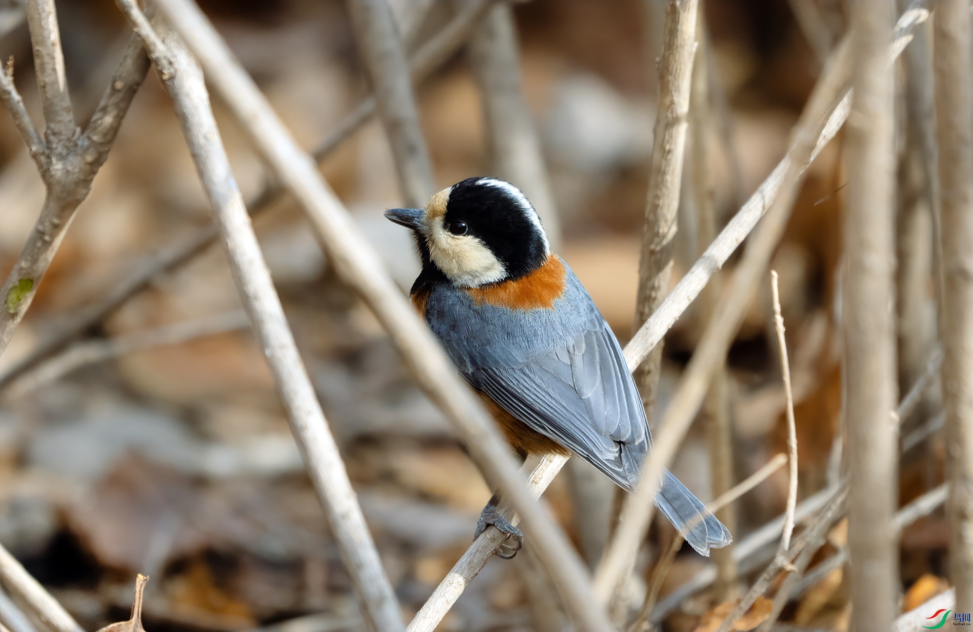 DSC03594 ����.jpg