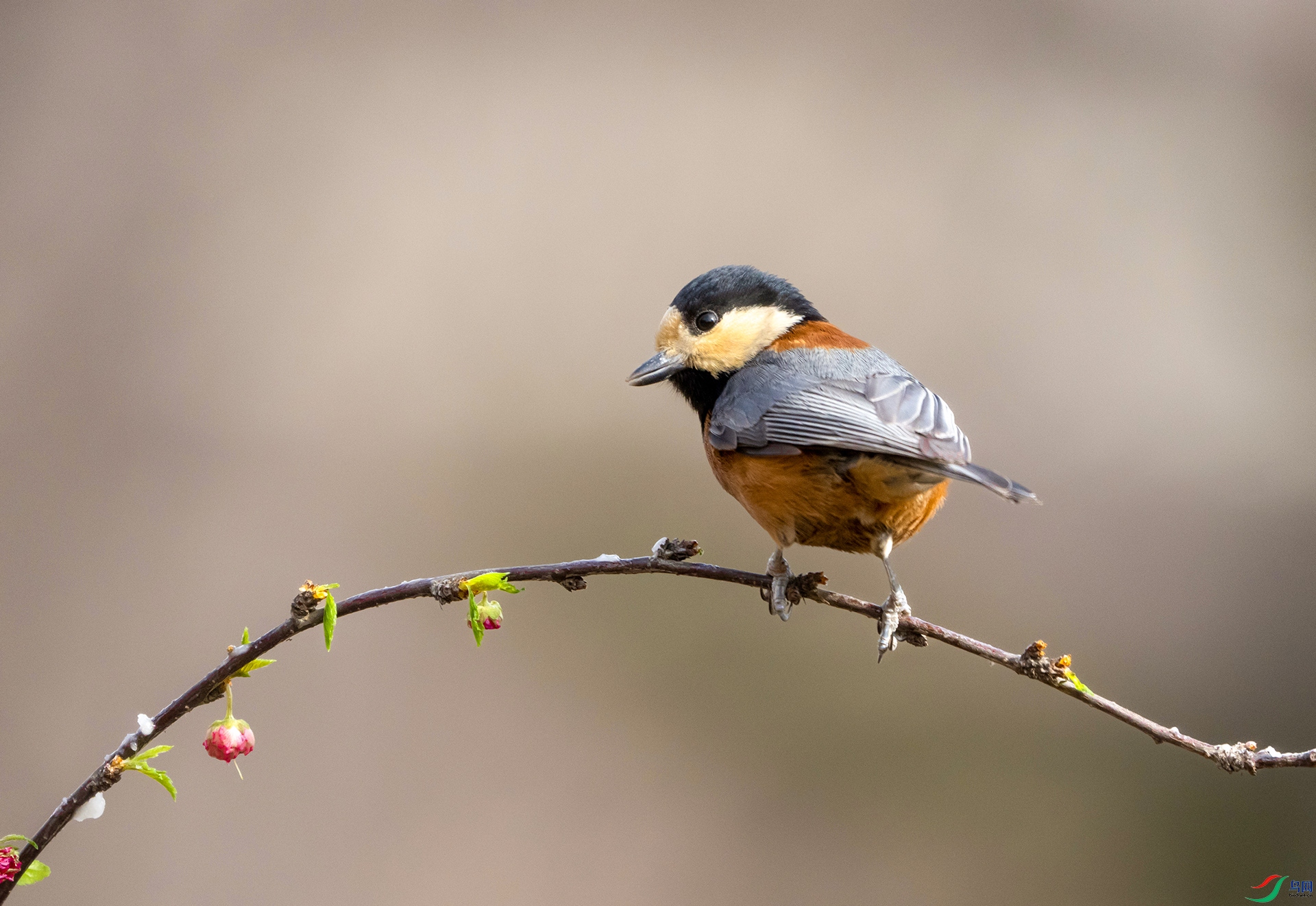 DSC03658 ����.jpg