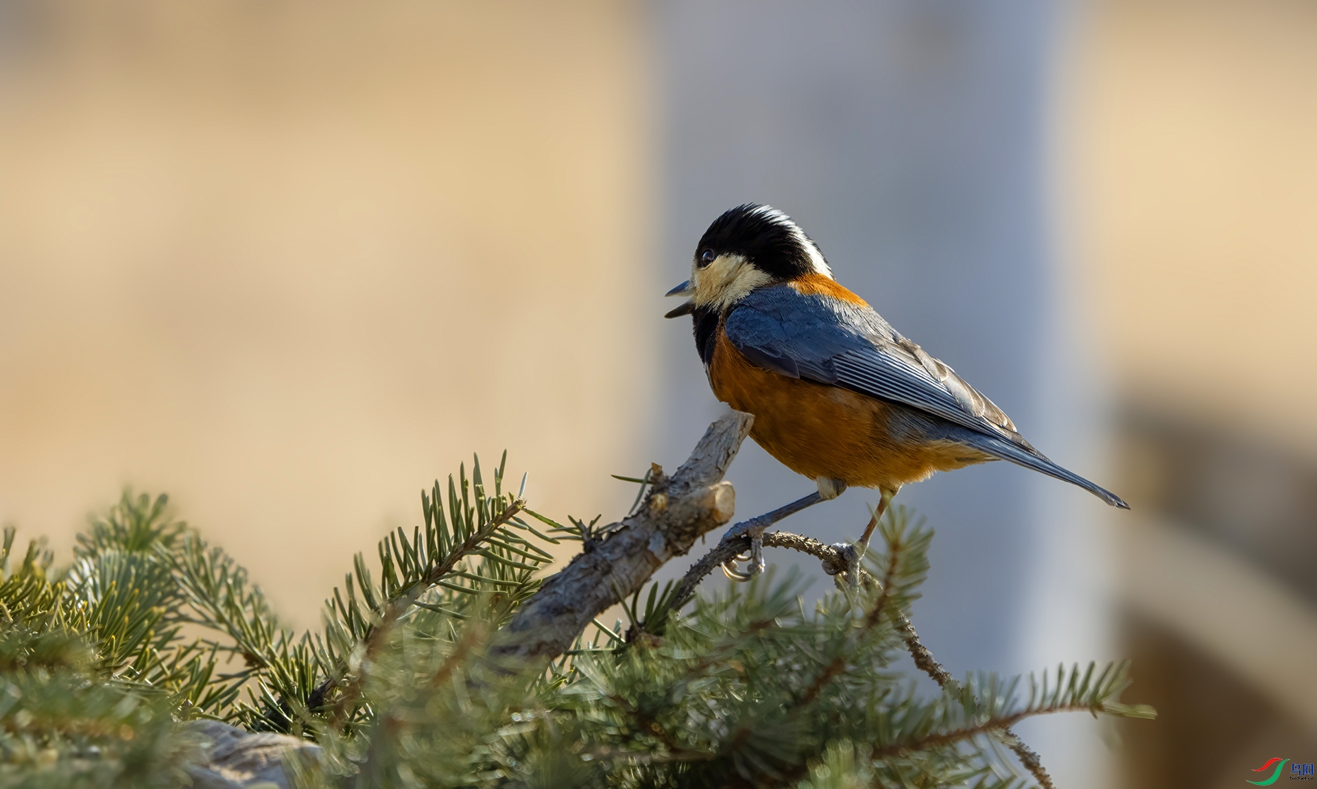 DSC05002 ����.jpg