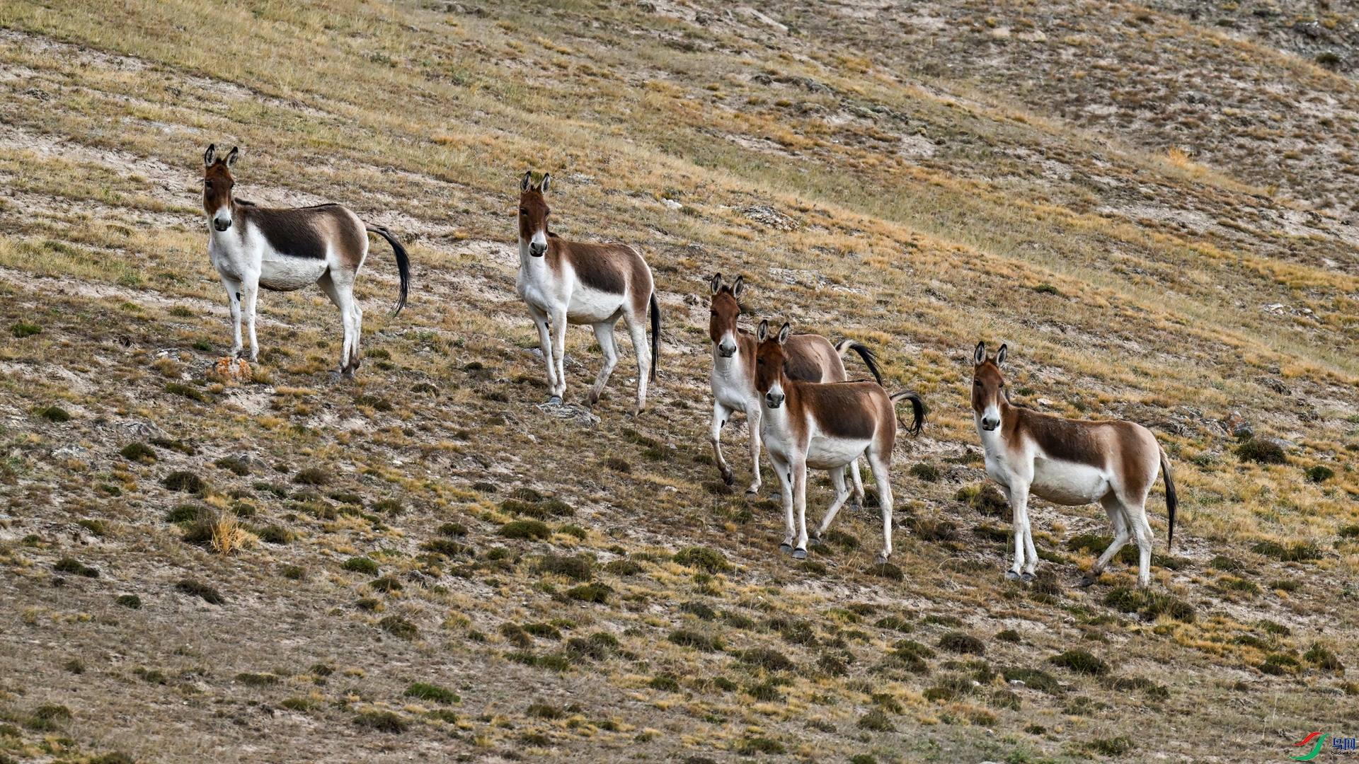DSC_6322_����.jpg