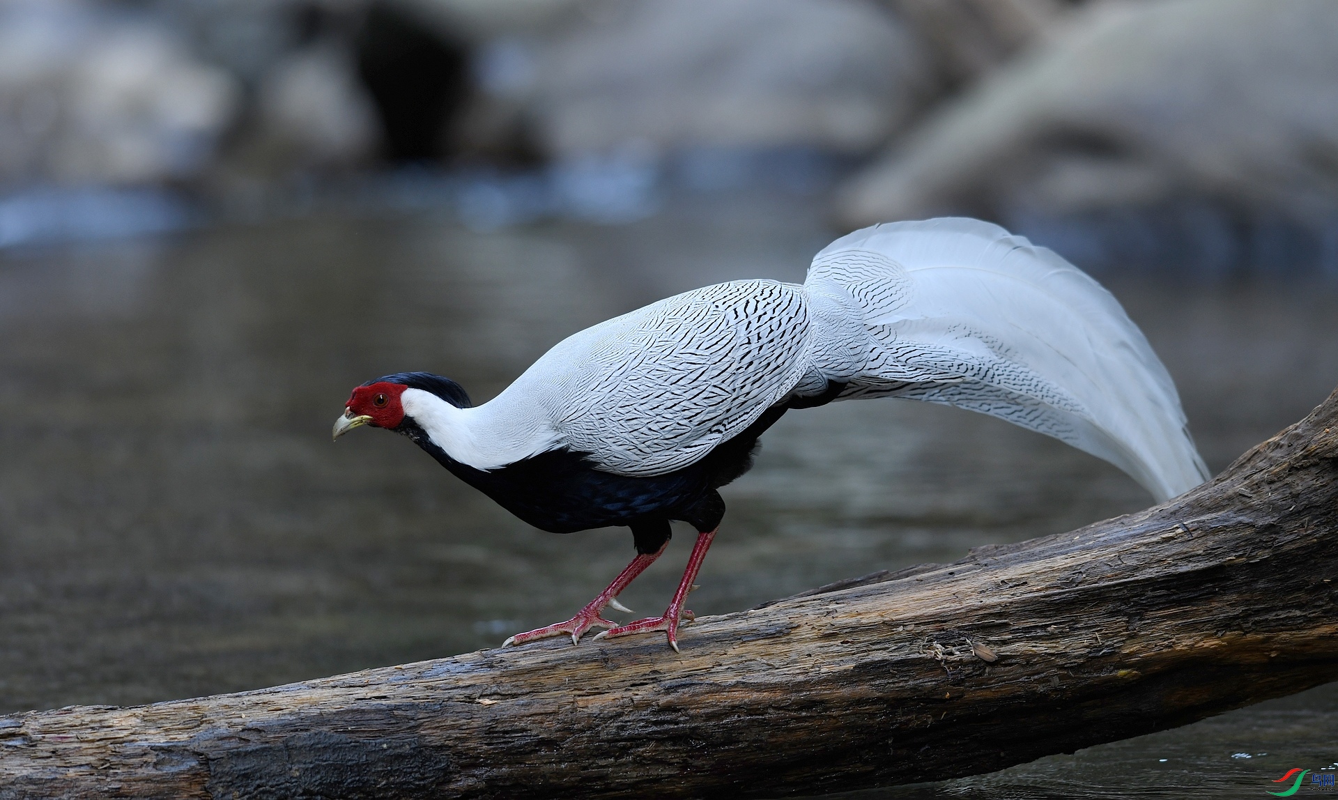 DSC_4796.jpg
