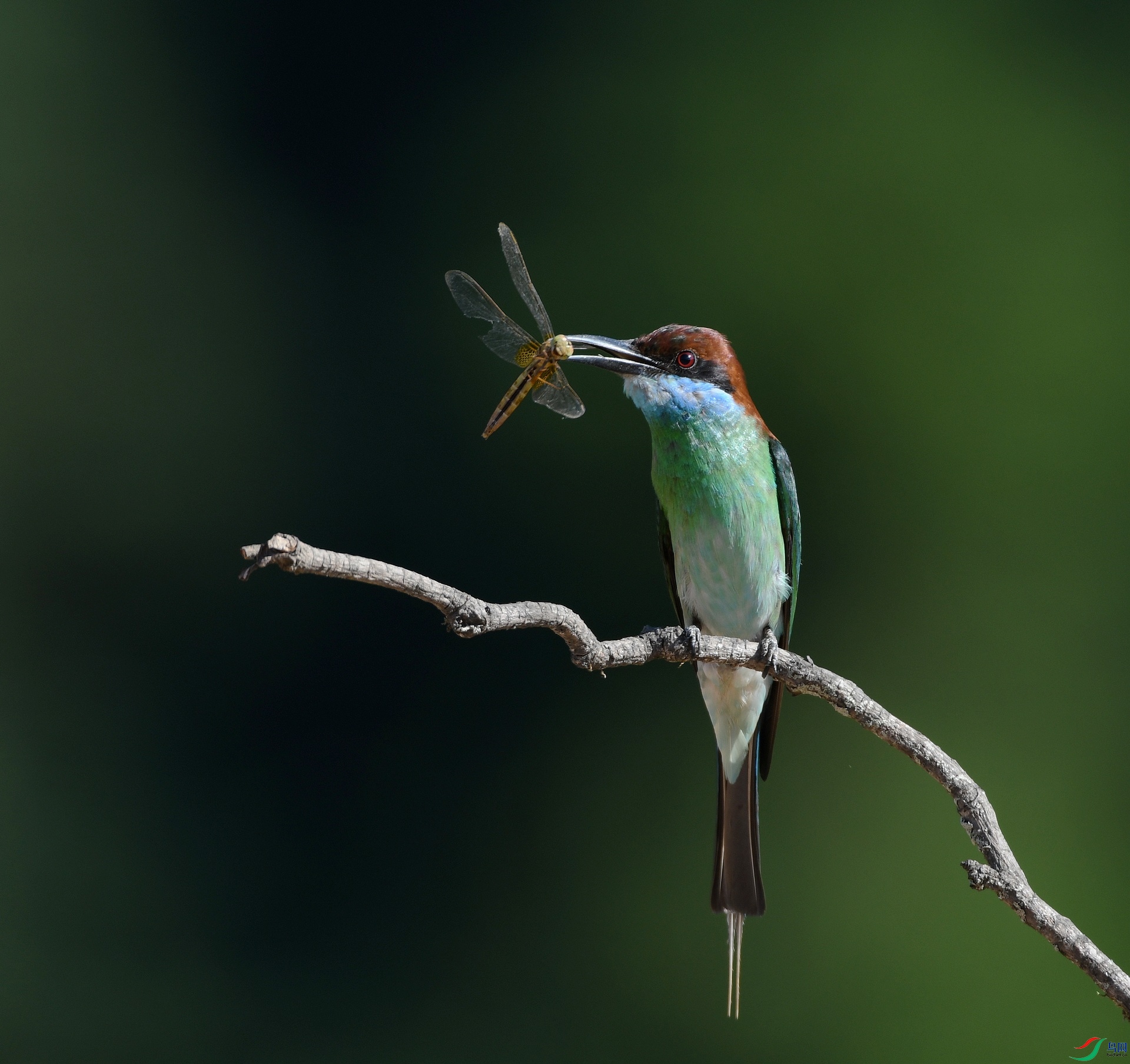 DSC_9336.jpg