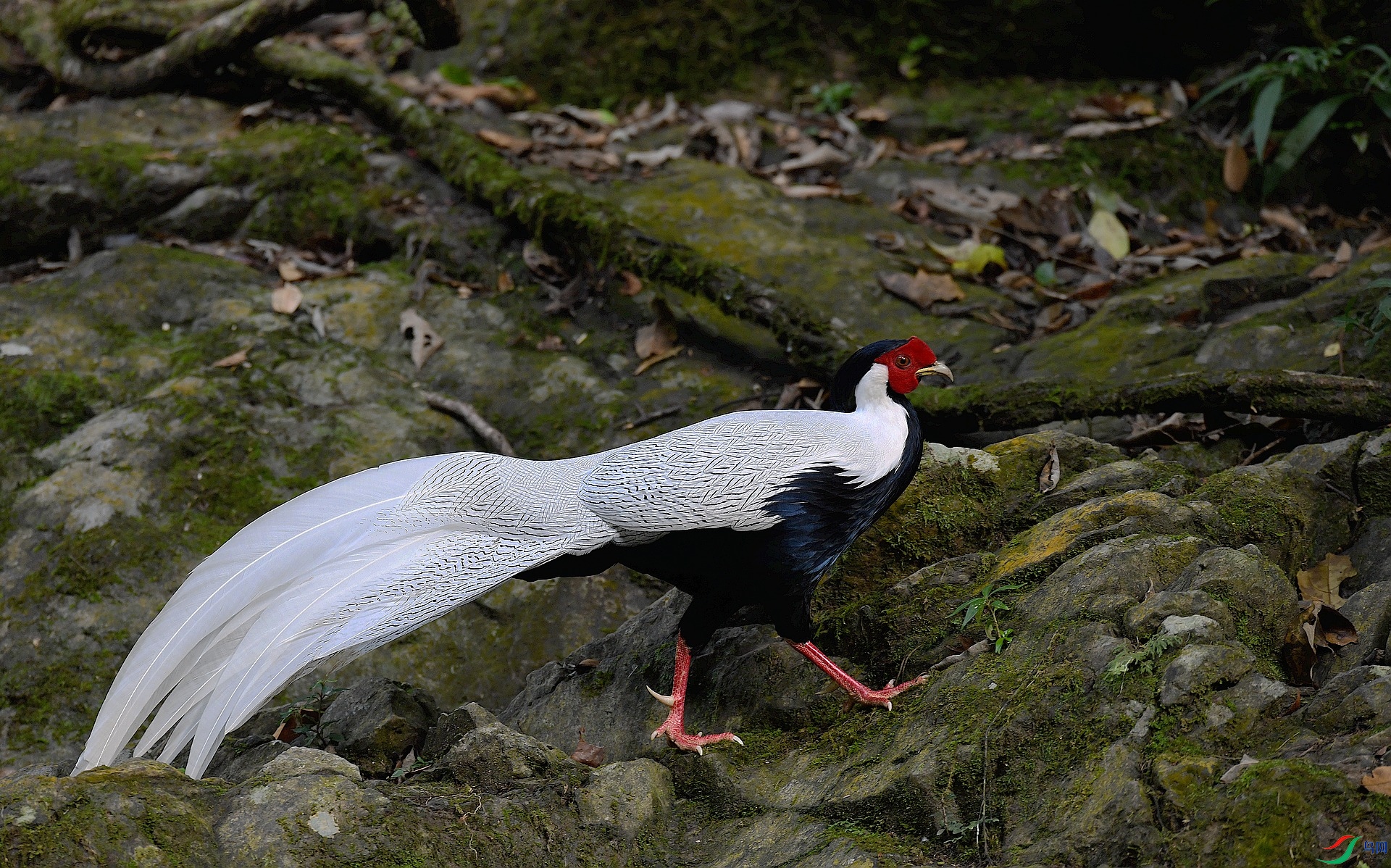 DSC_6878.jpg
