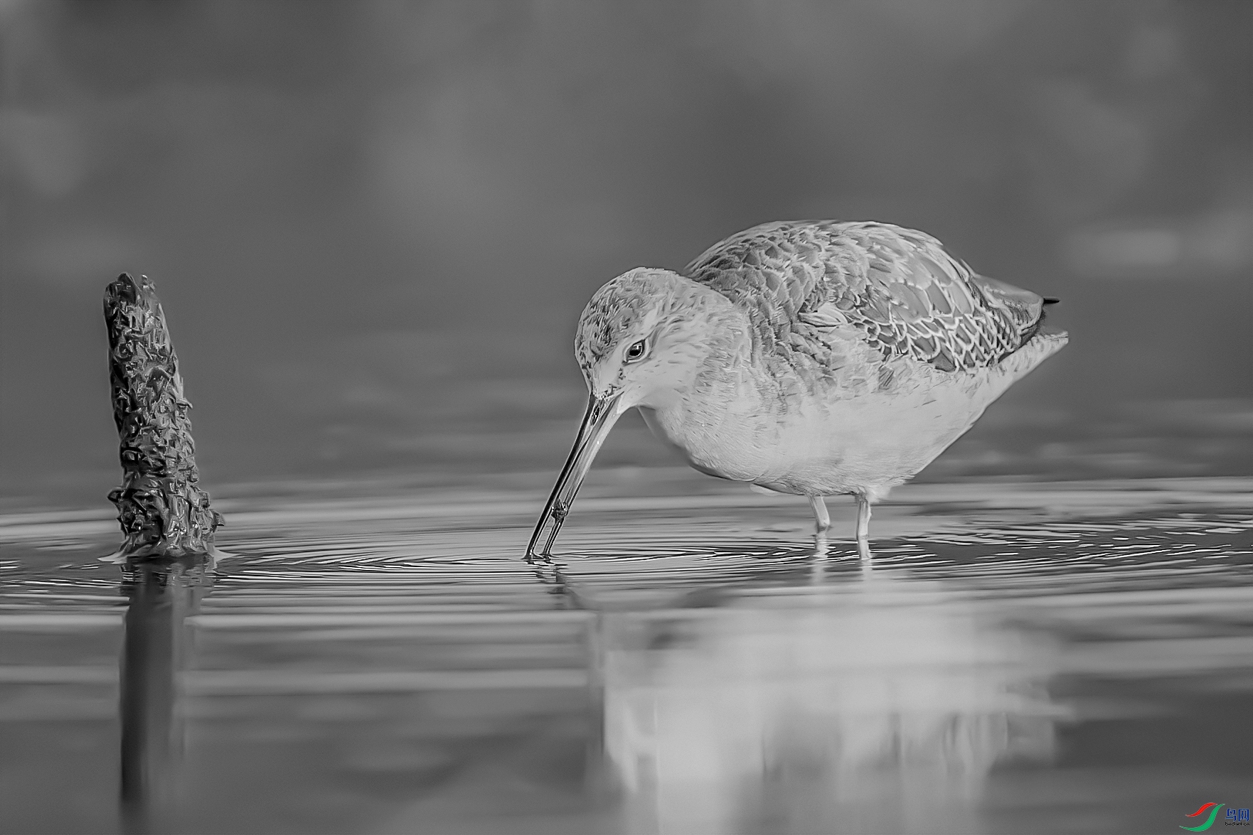 C09R8701 ����.jpg