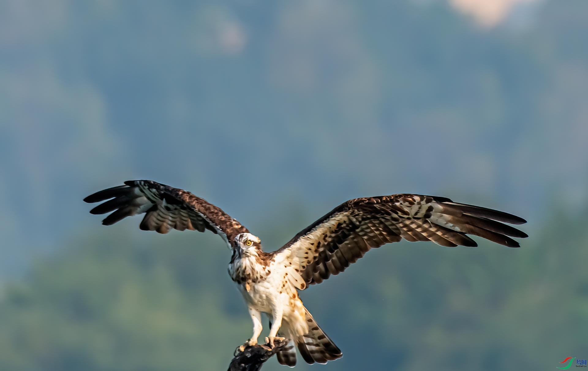 DSC_4666-11.jpg