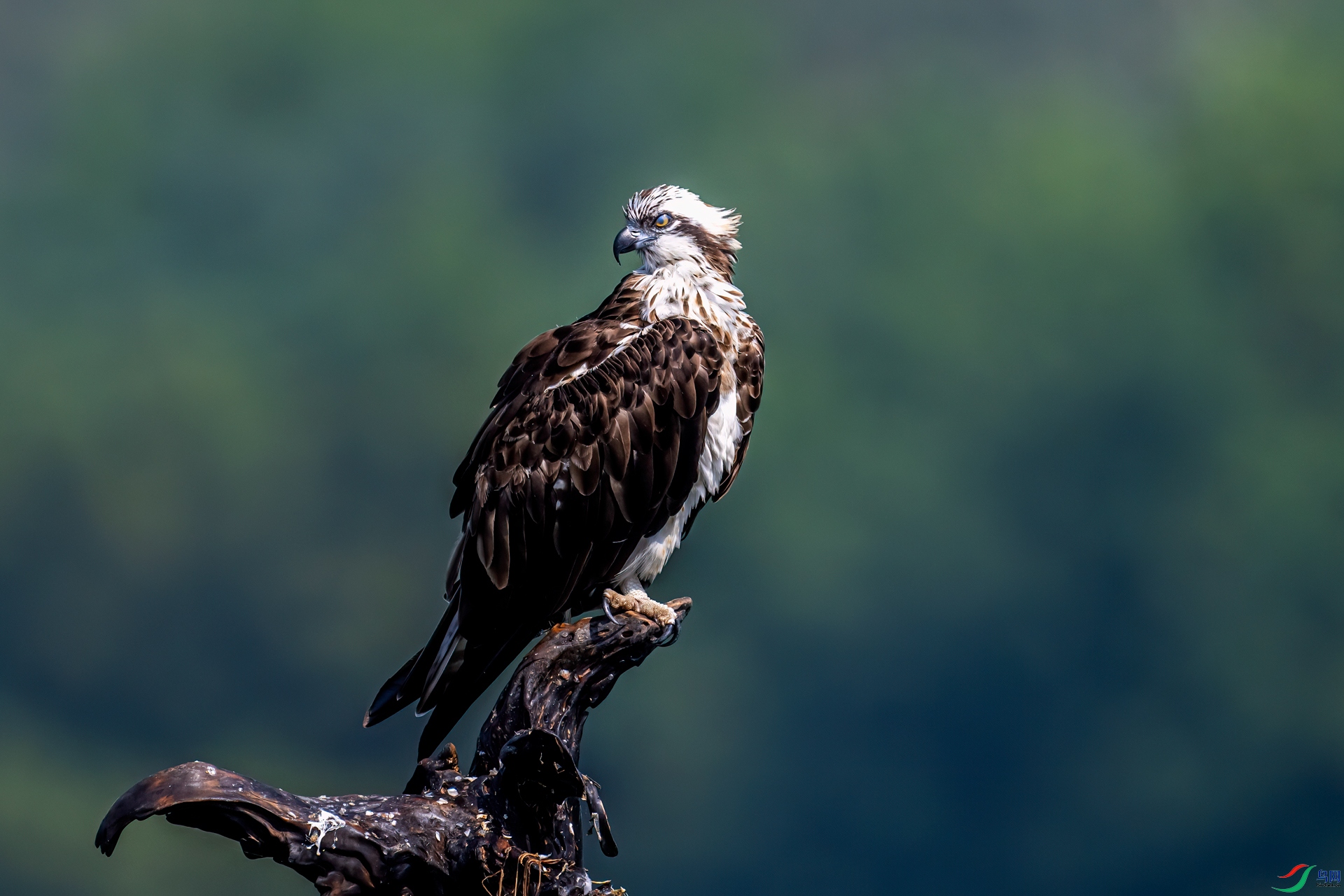 DSC_2239-11.jpg