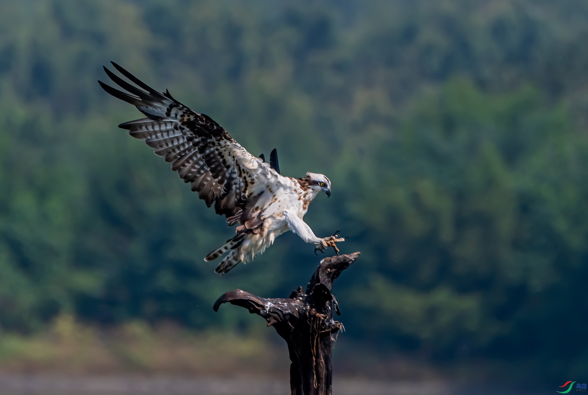 DSC_5417-11.jpg