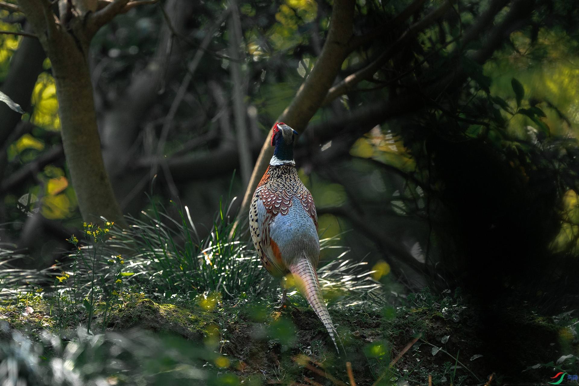 DSC_7549a.jpg
