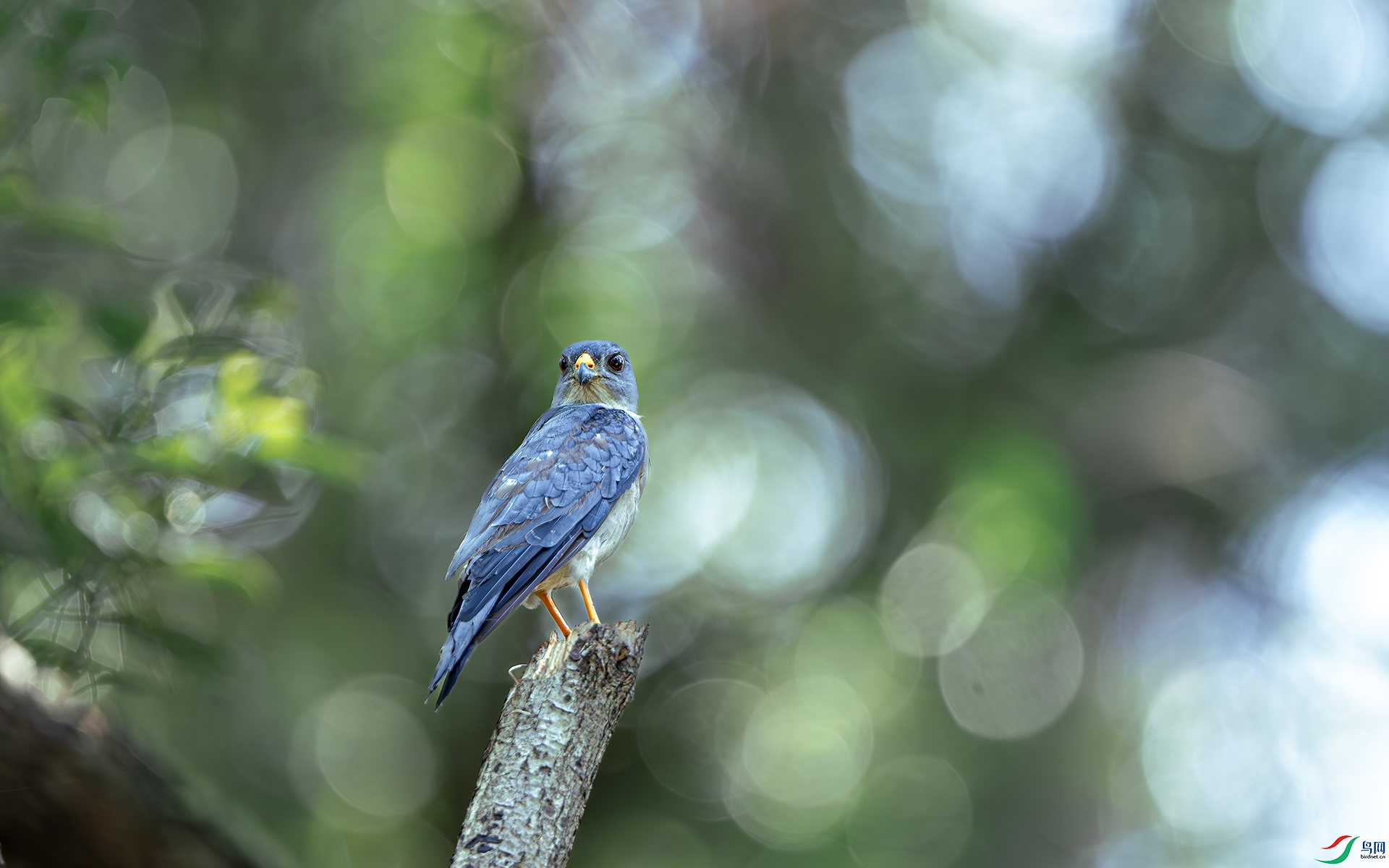 DSC_4110-����ǿ-NR ����.jpg