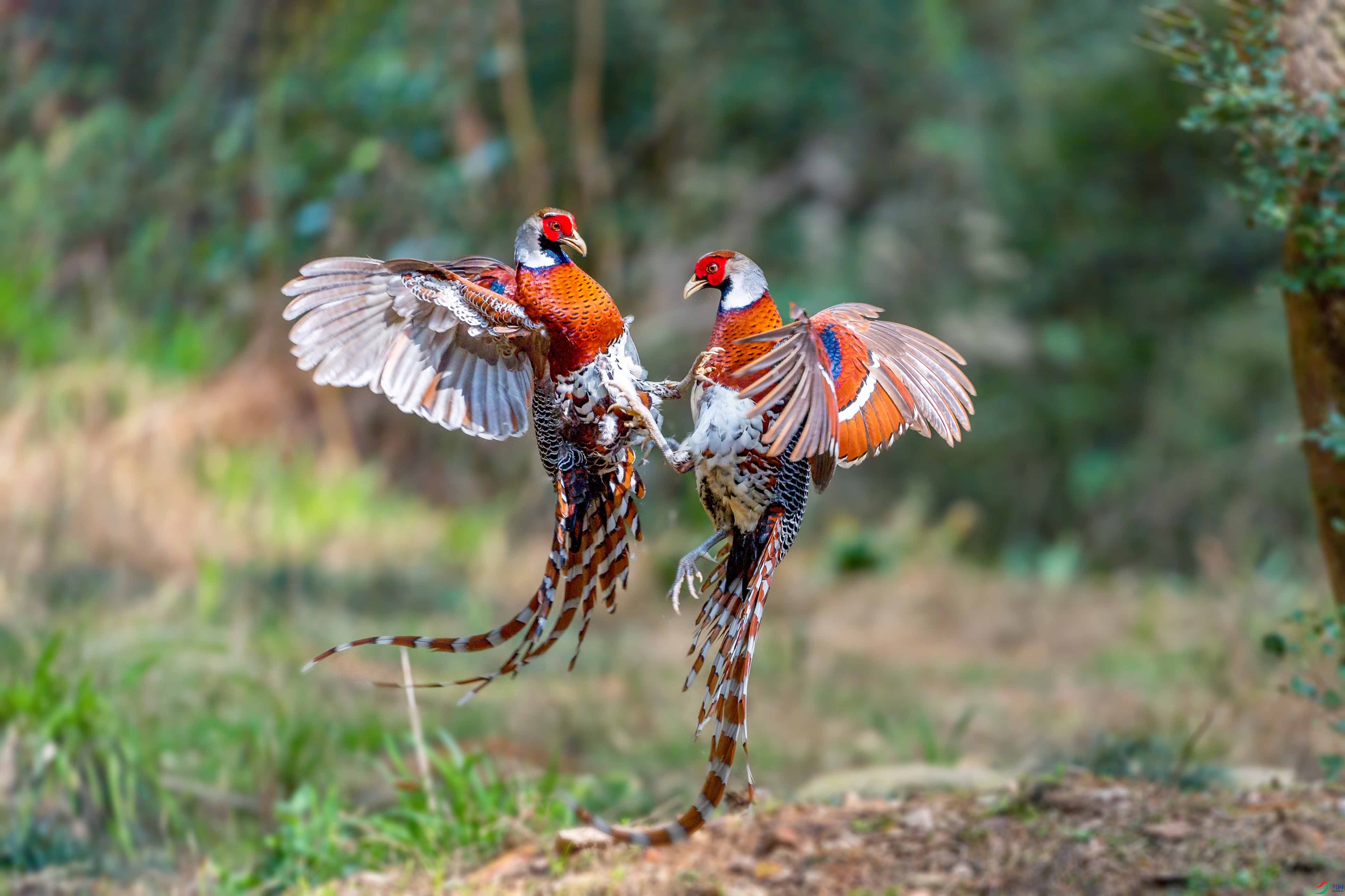 �ּ����߶Ծ�