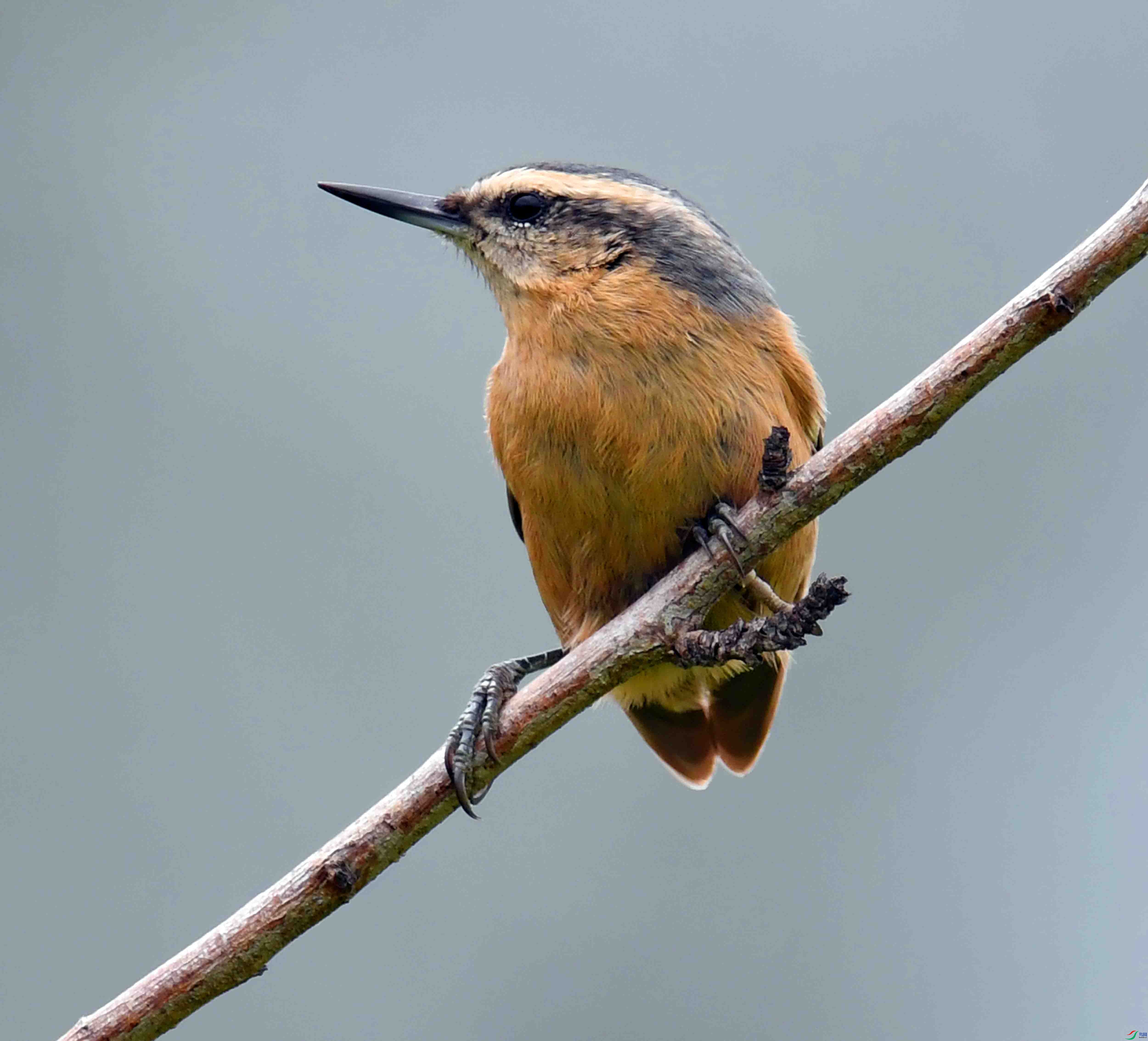 DSC_4479.JPG