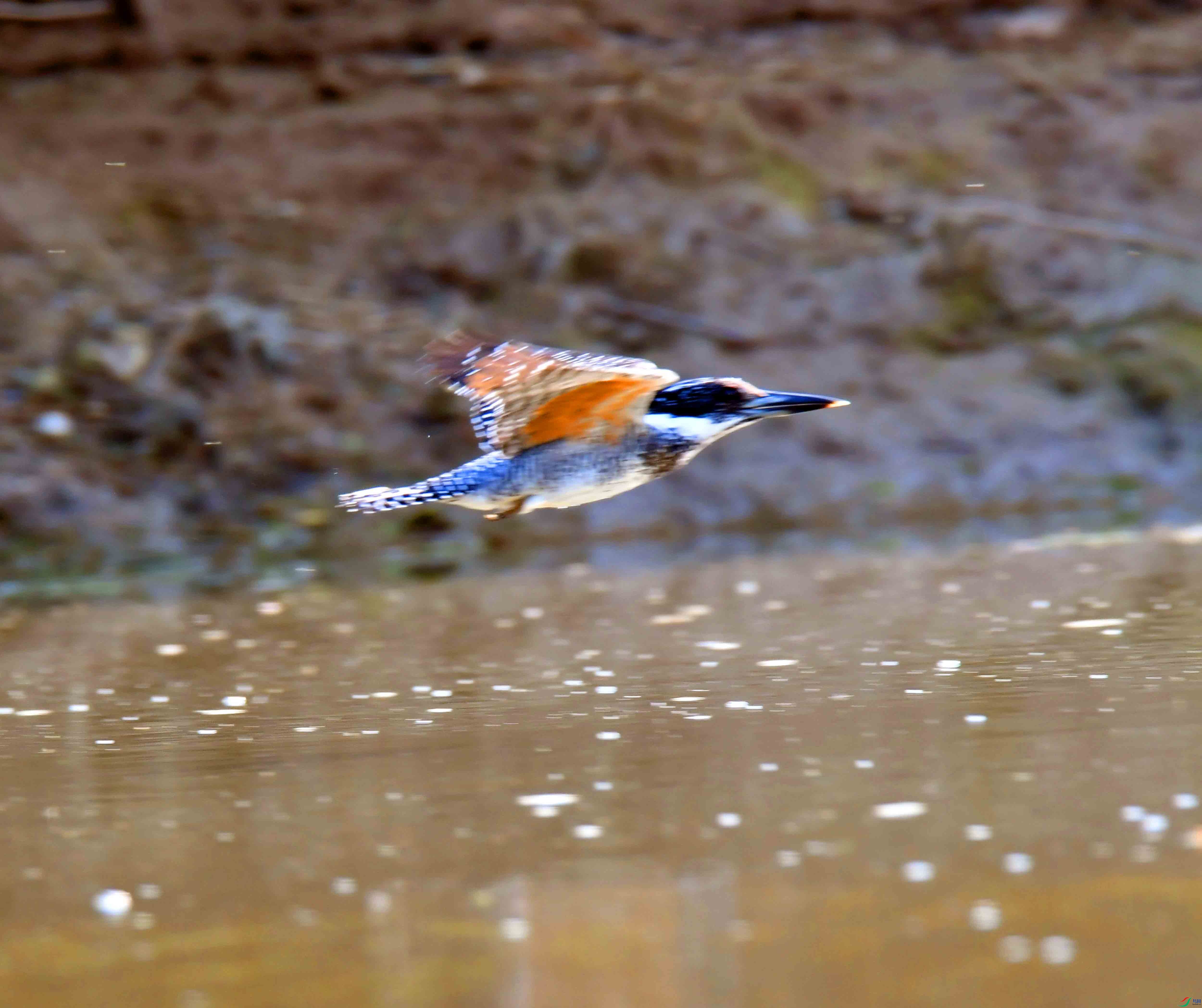 DSC_9502.JPG