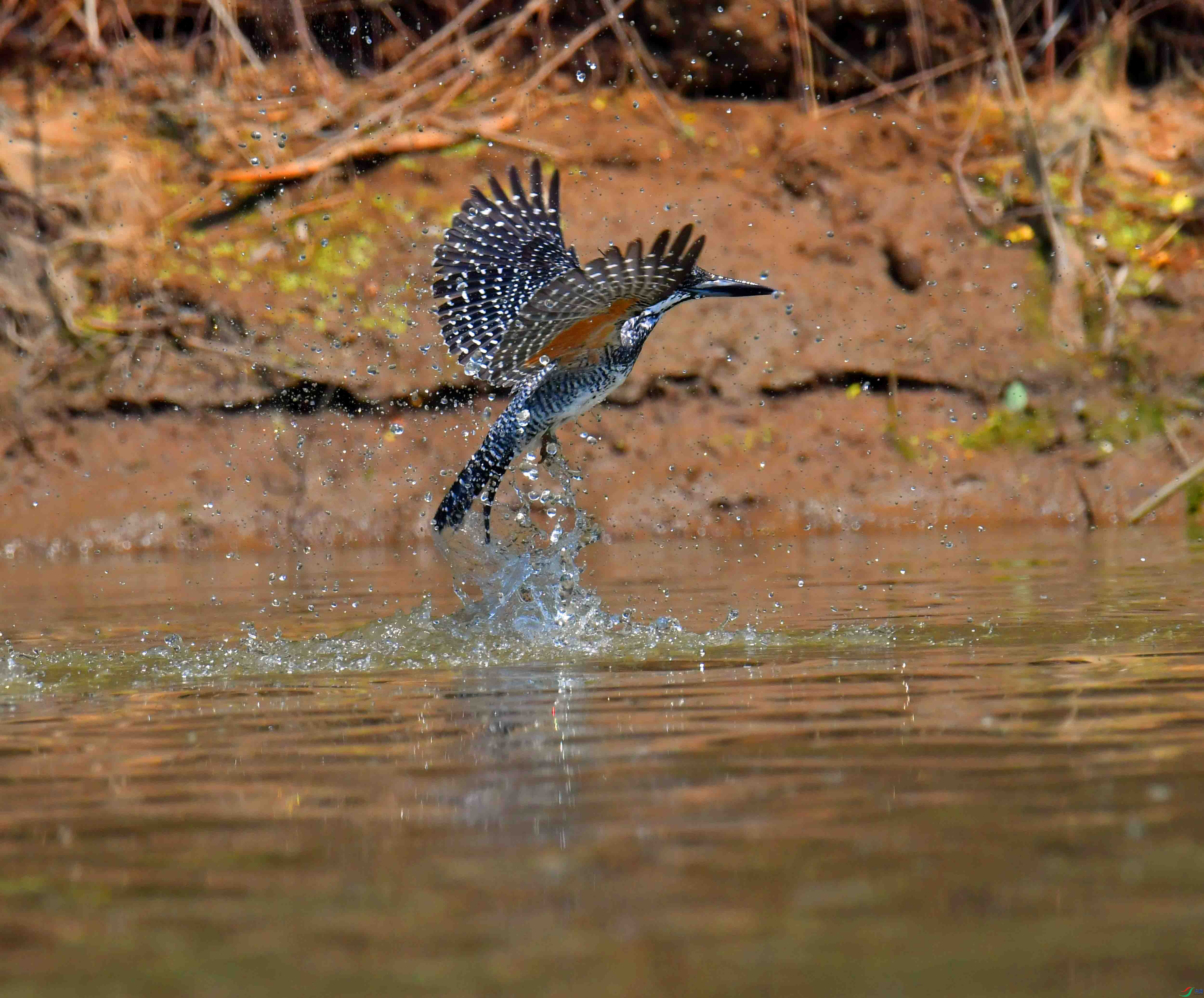 DSC_9780.JPG