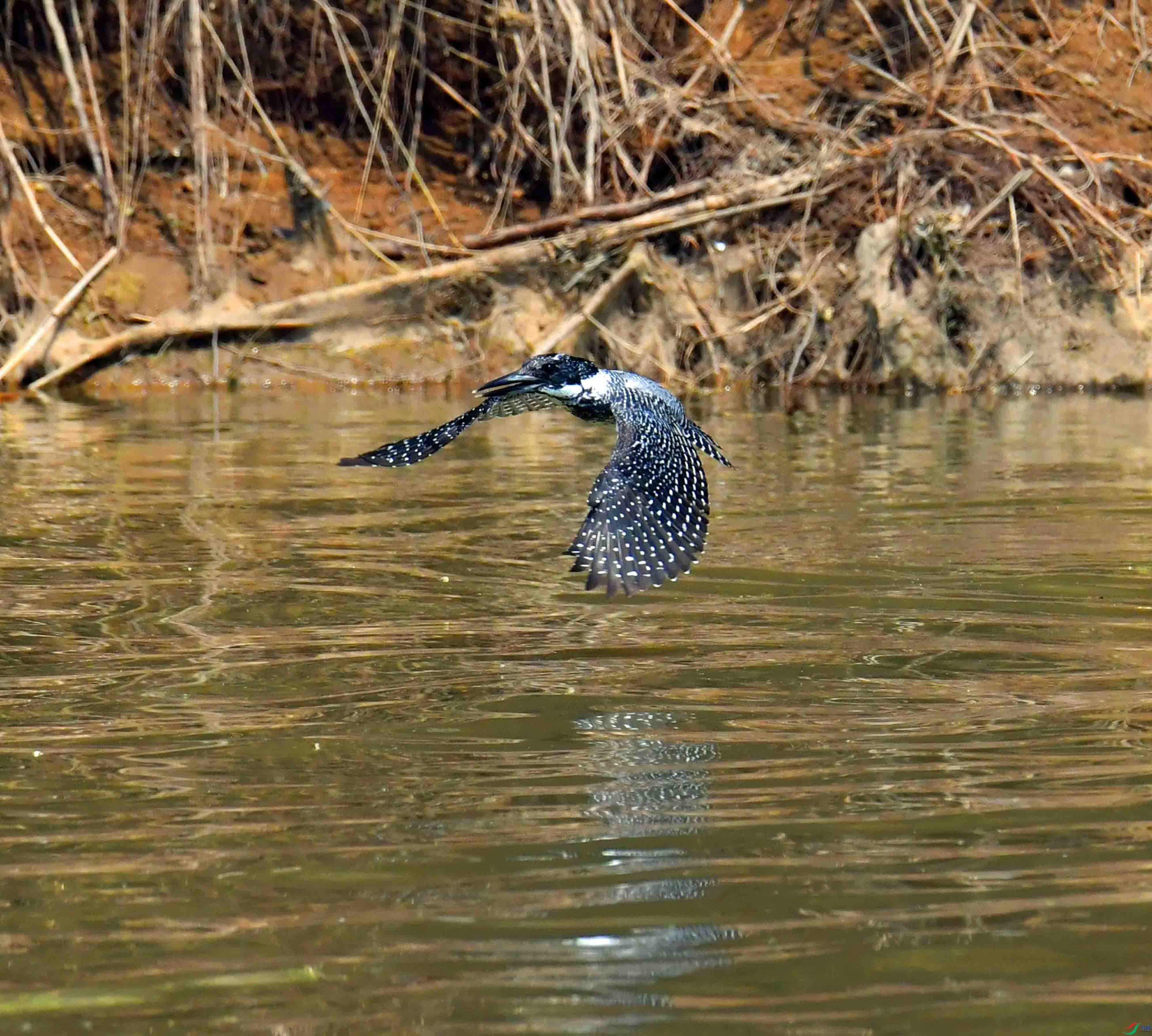 DSC_9989.JPG