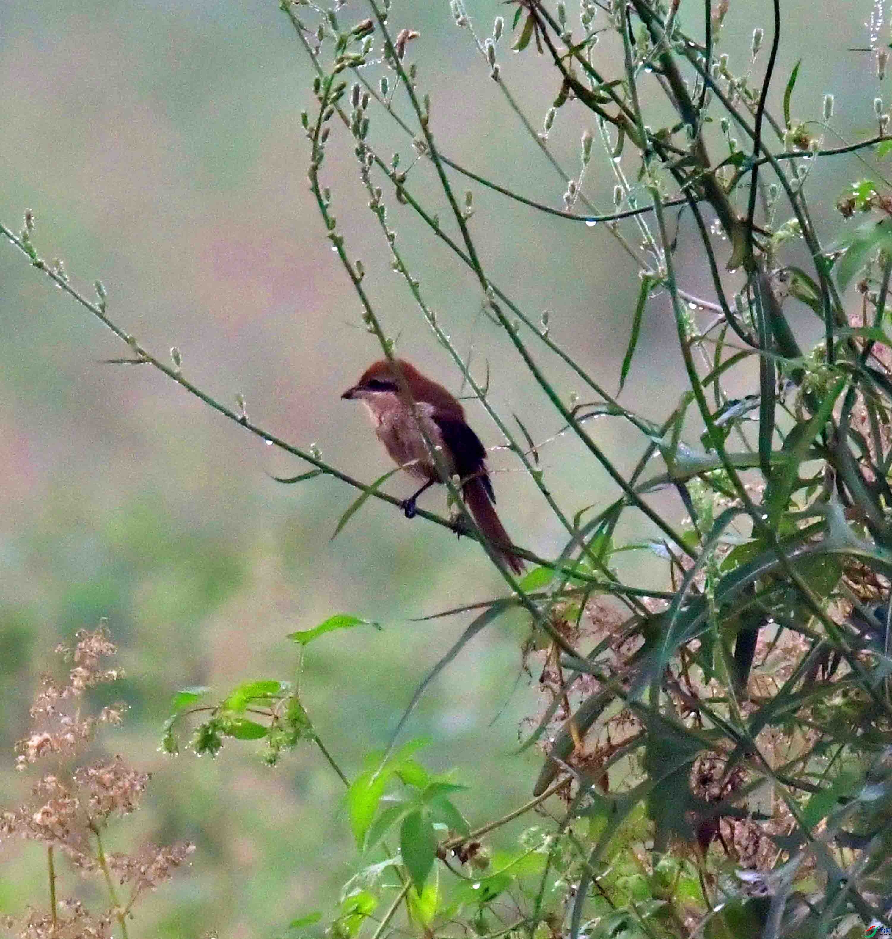 DSC_0717.JPG
