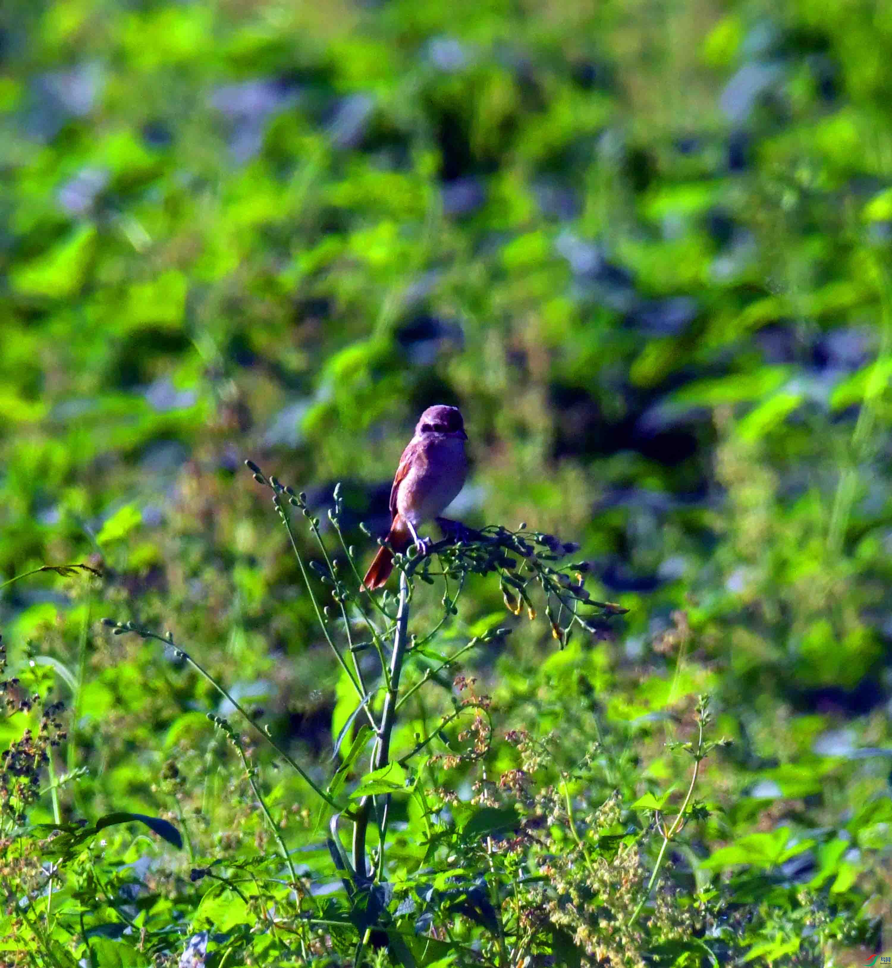 DSC_5668.JPG