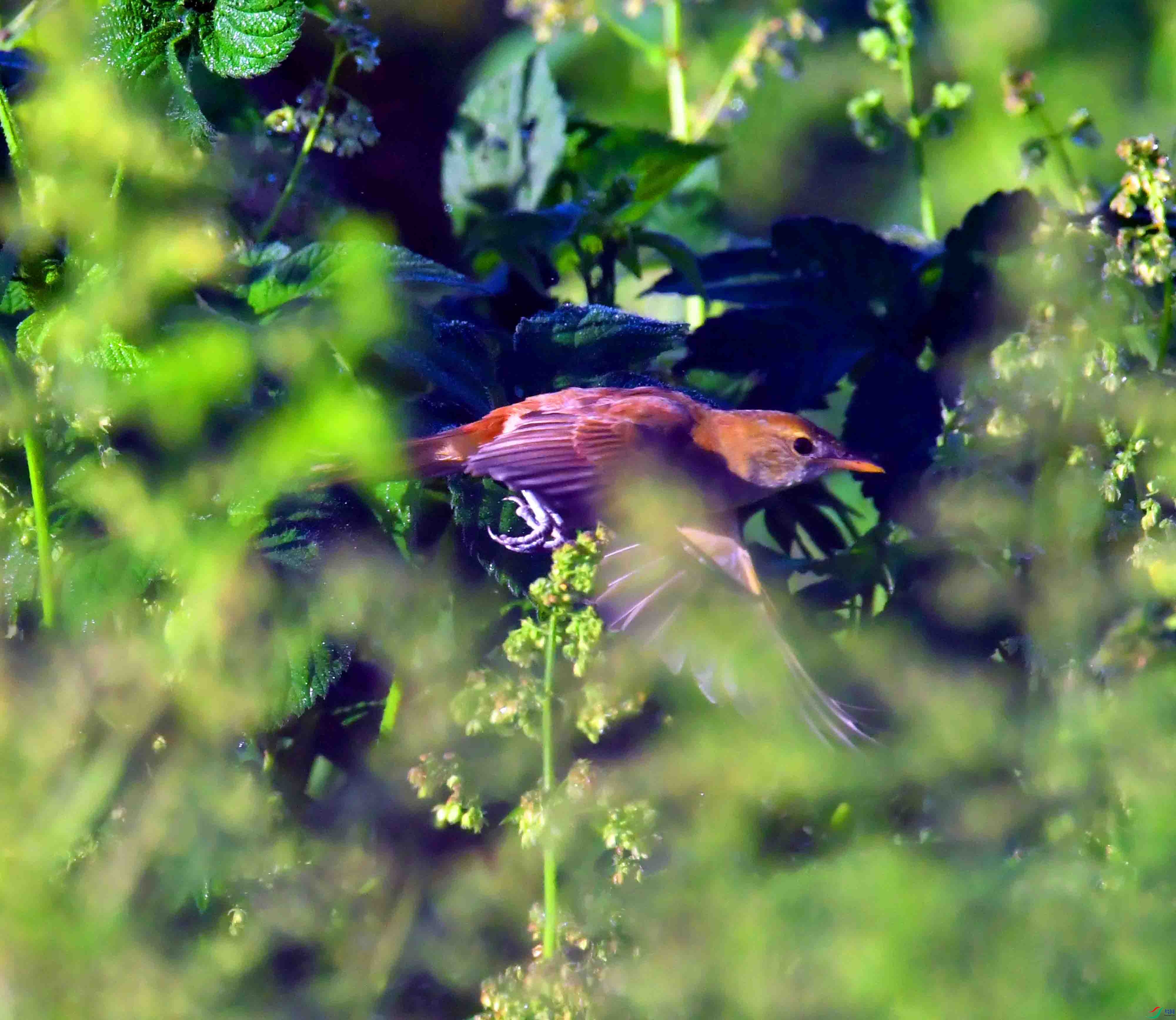 DSC_9732.JPG