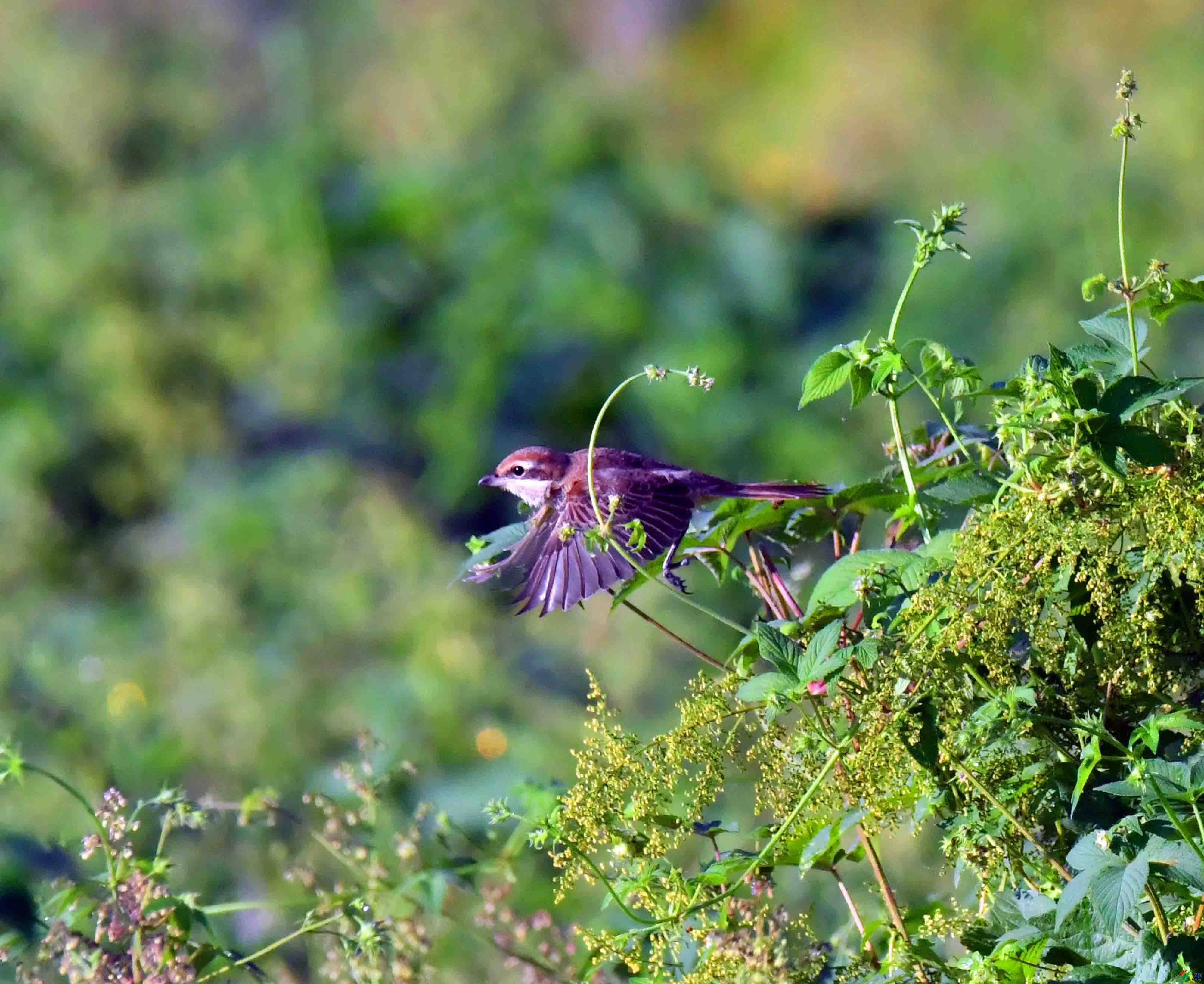 DSC_9763.JPG