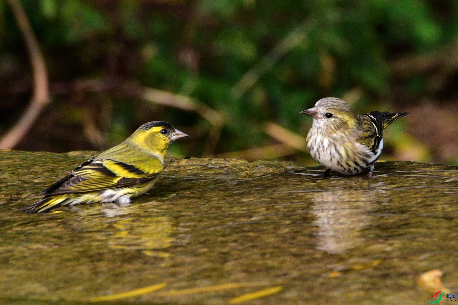DSC_6252.JPG