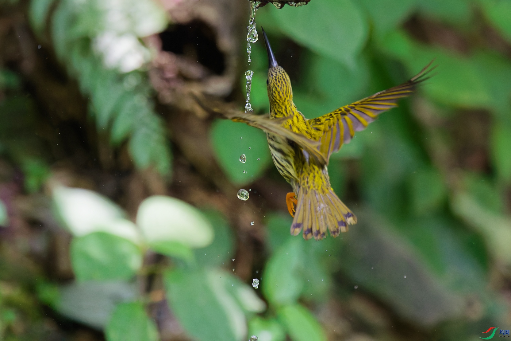 1DSC_0698_DxO_DxOaa.jpg