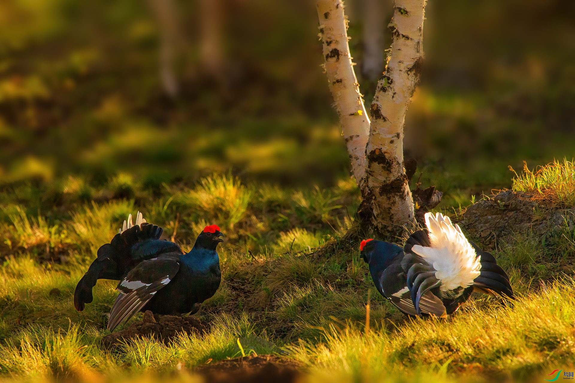 DSC_0595 -1.jpg