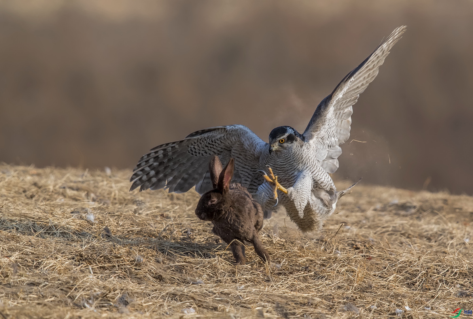 DSC_3337v.jpg