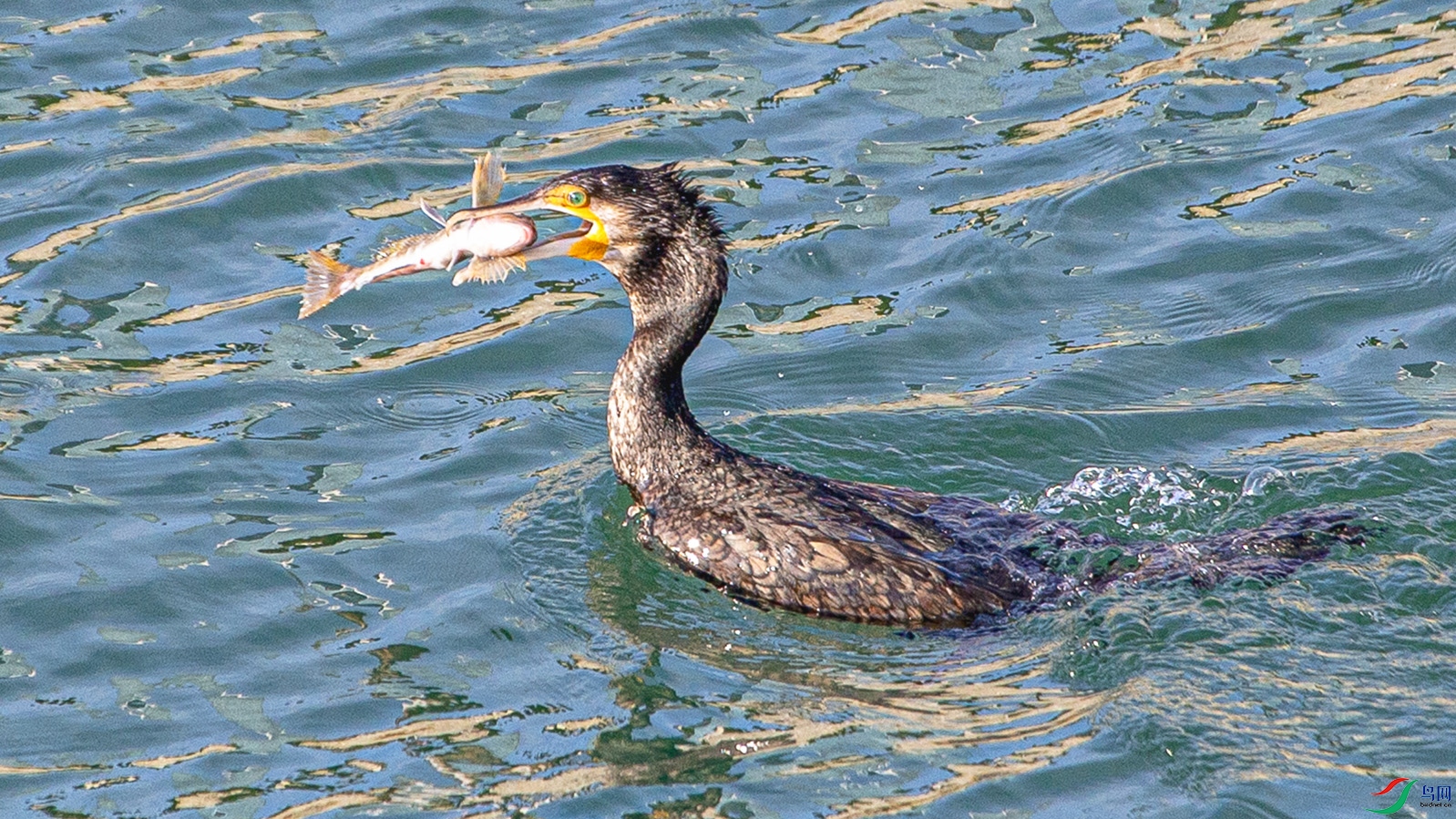 _MG_6885 ����.jpg