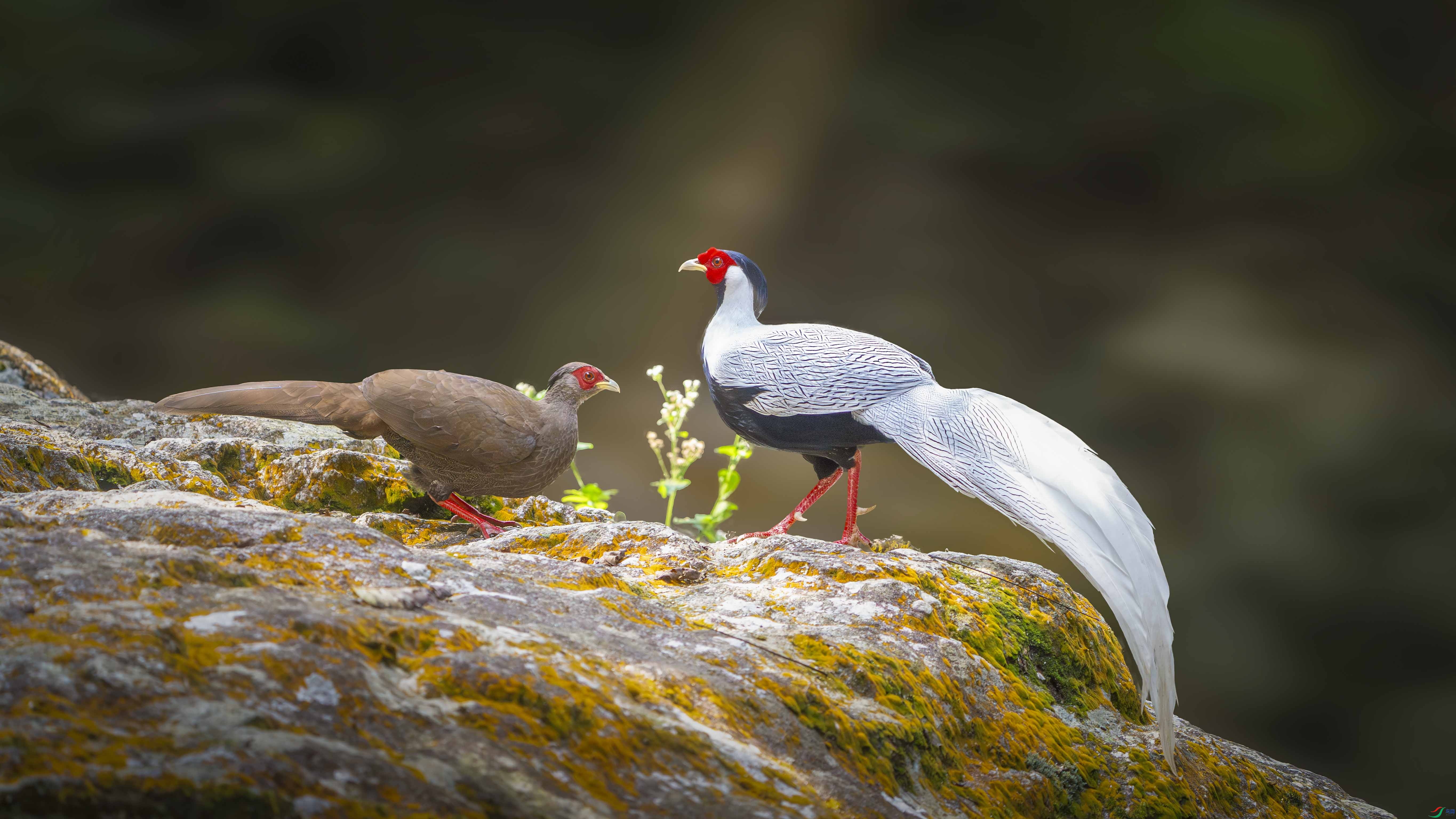 ZZX01700 ���� 3.jpg