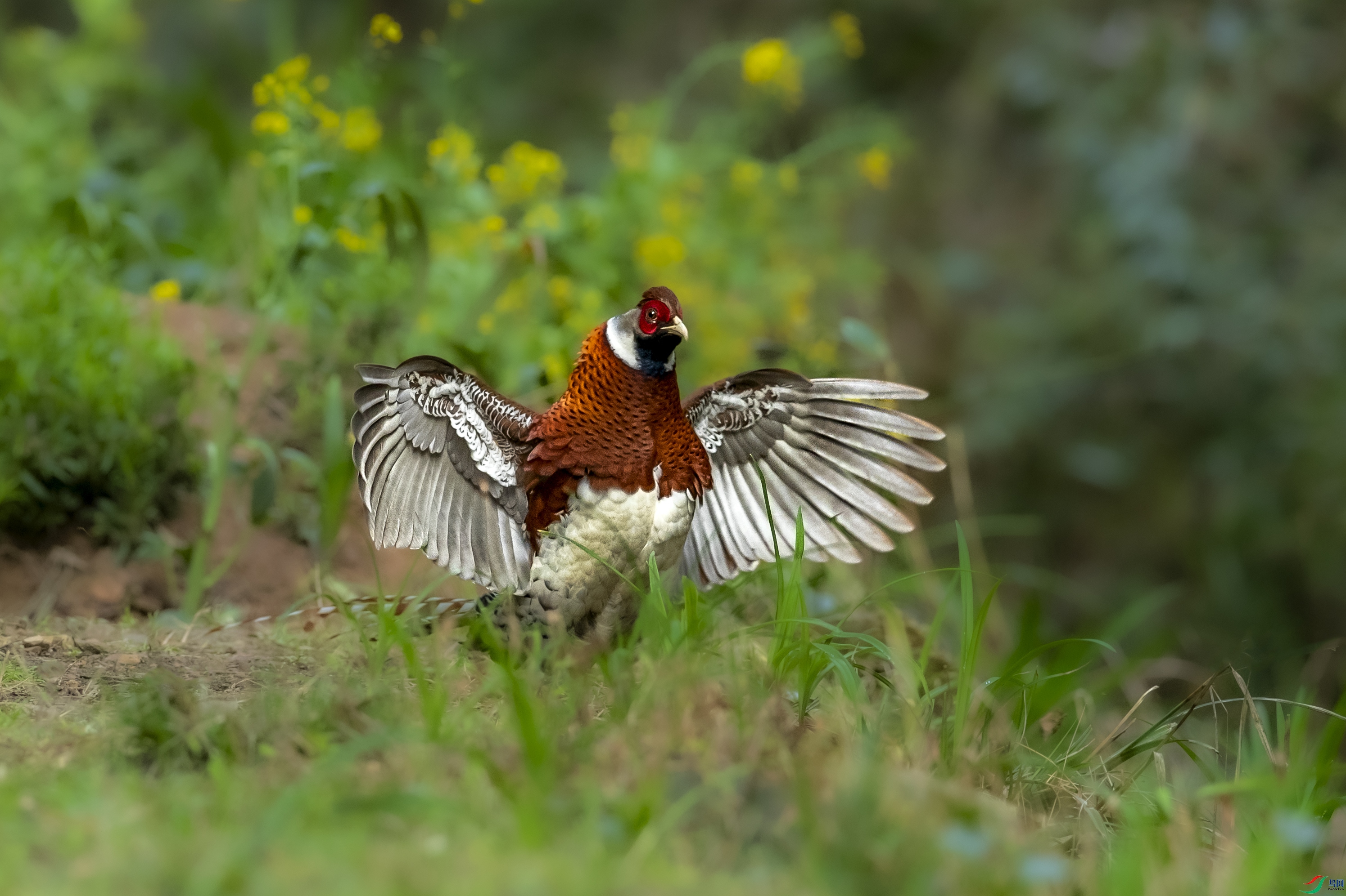 AN1I2350����.jpg