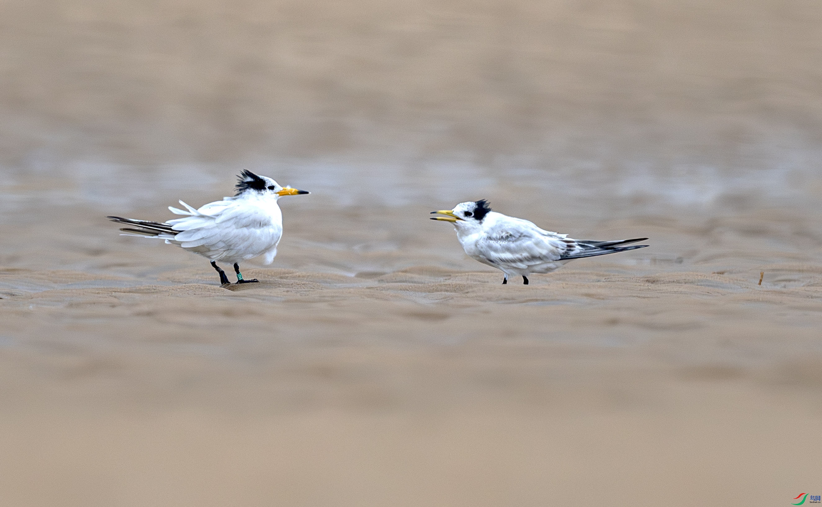 DSC_6359-����ǿ-NR ����.jpg