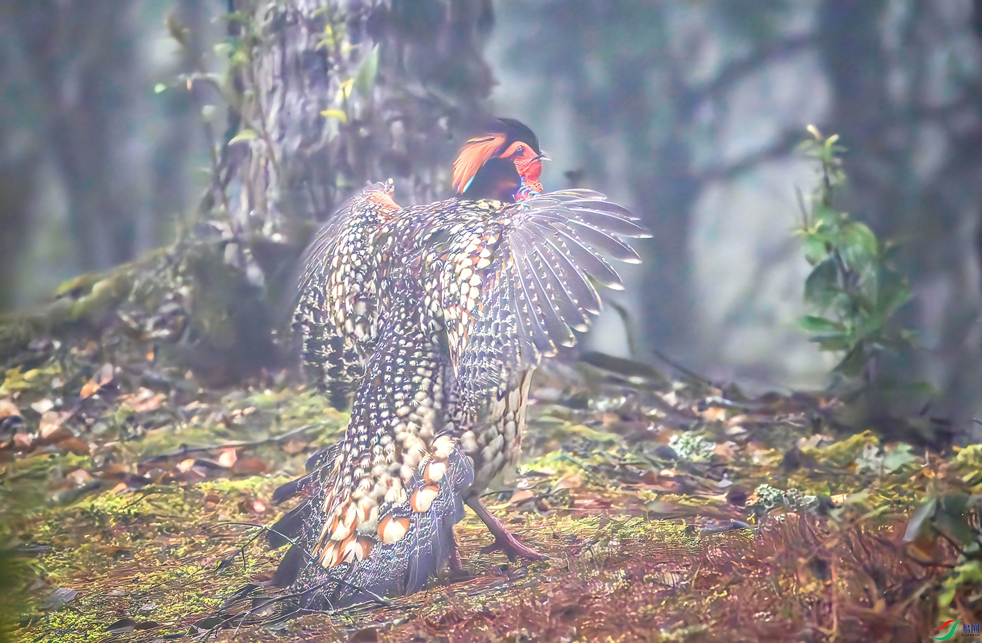 _07A3782-����ǿ-NR ����-Sha-----1 .jpg