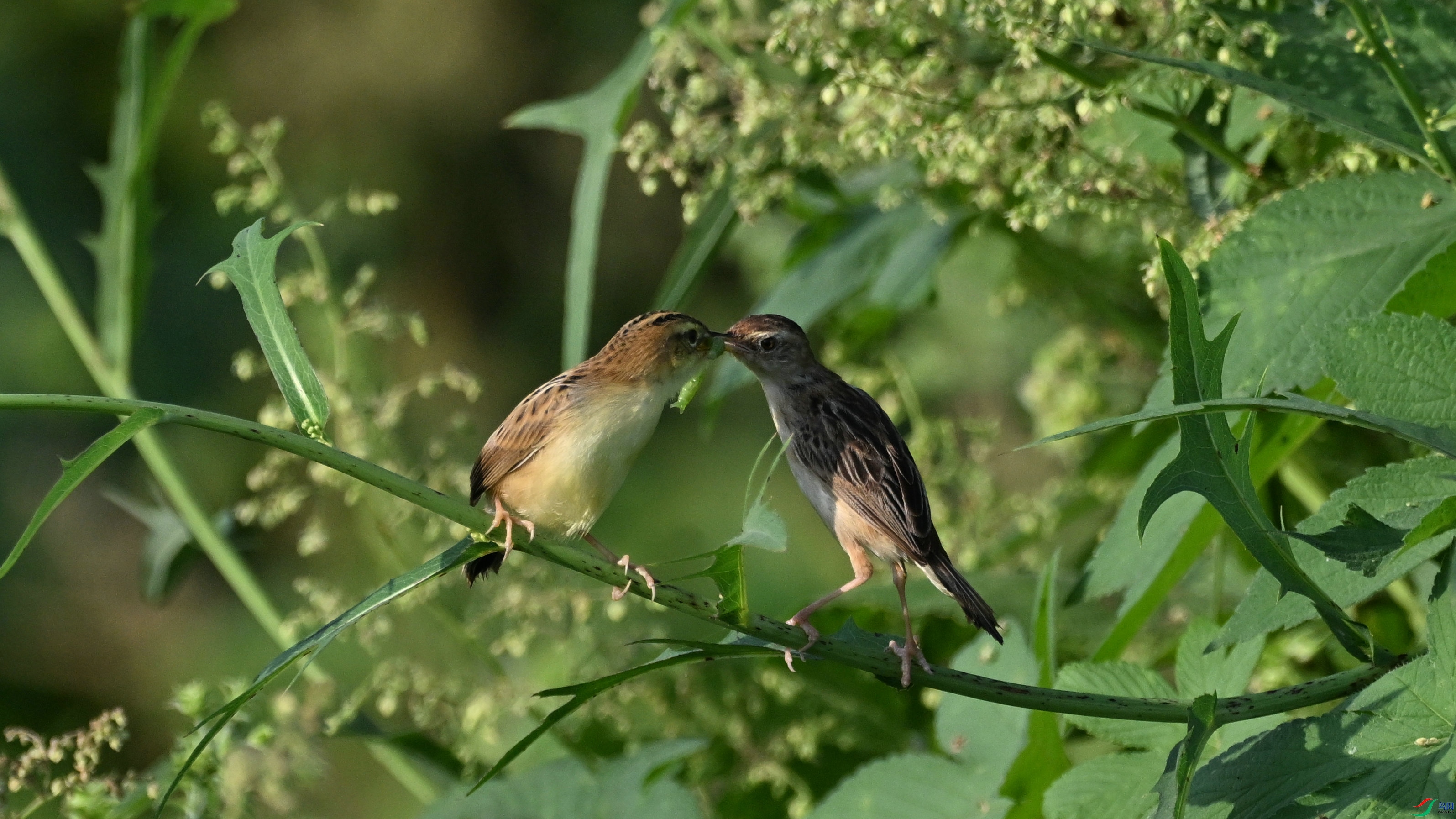 DSC_6369.JPG