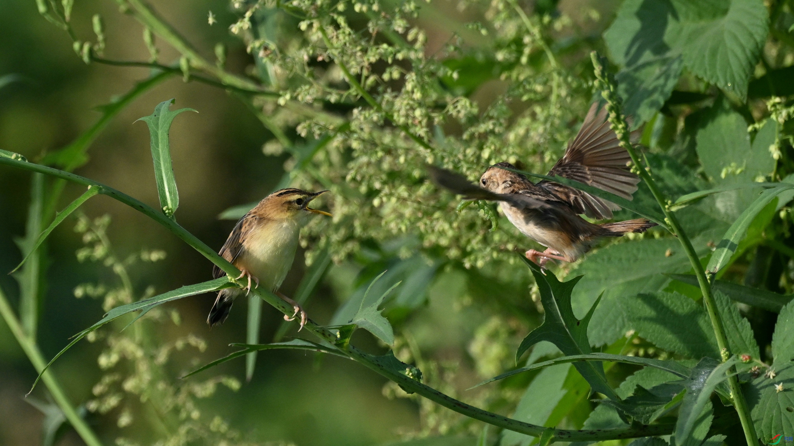 DSC_6350.JPG