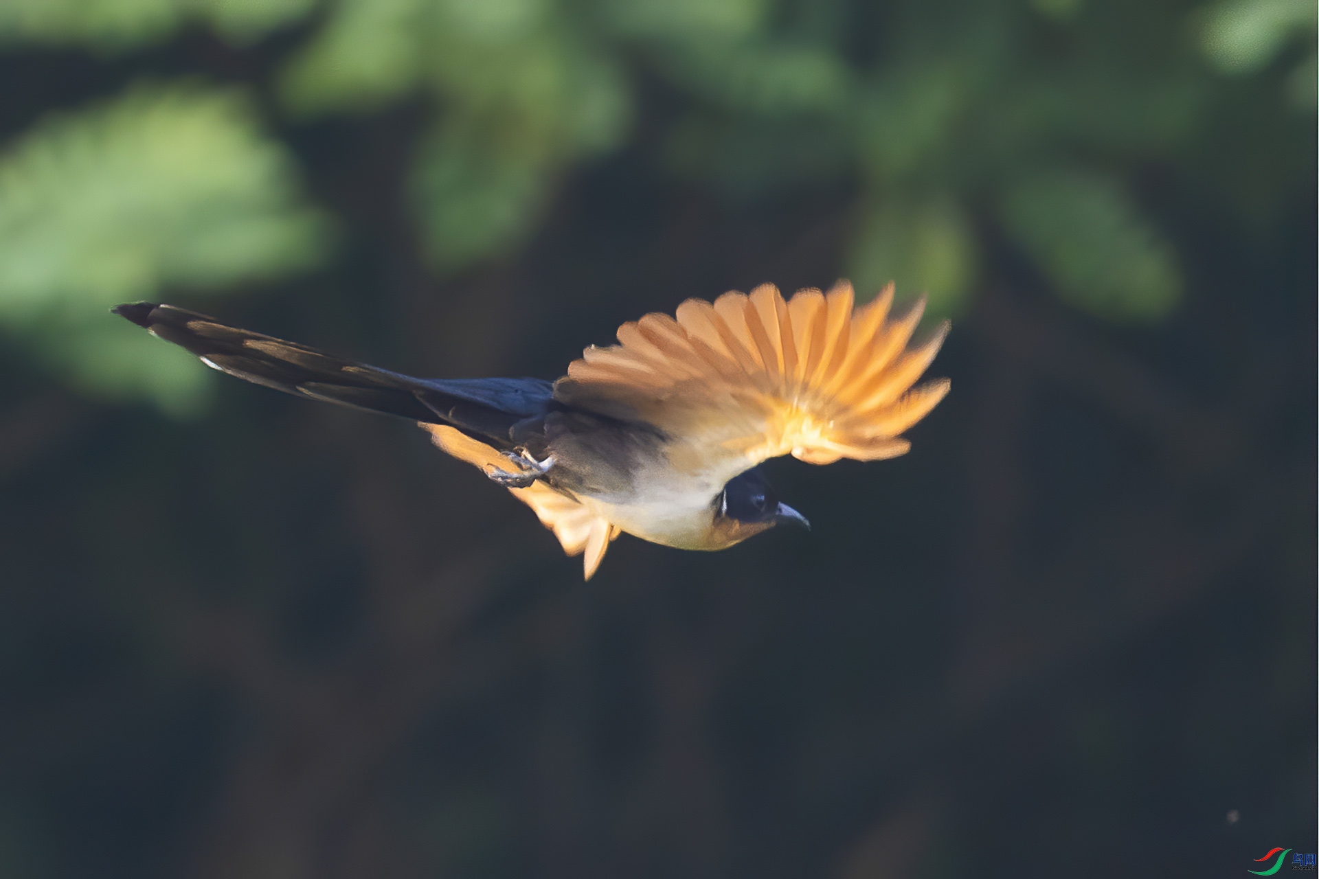 ����ͷ��