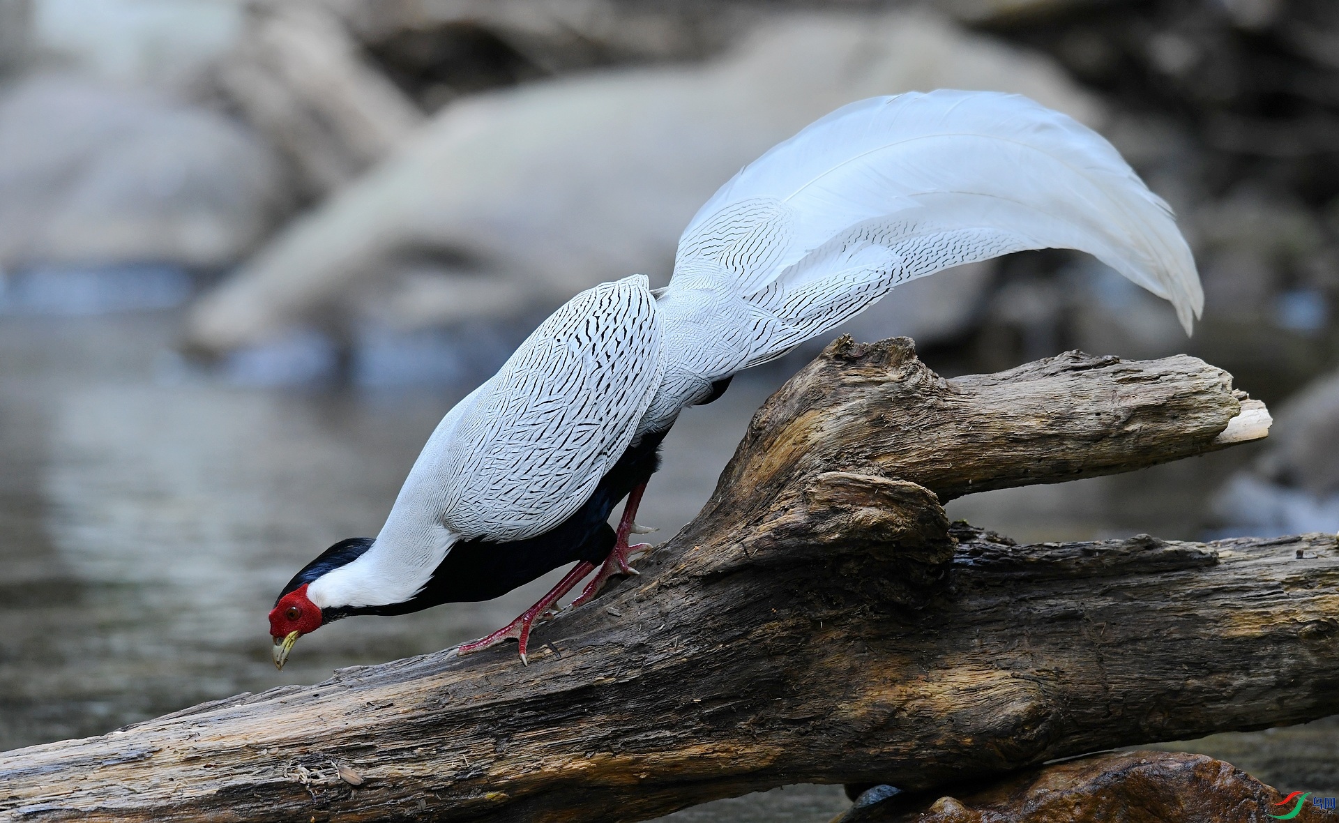 DSC_4735.jpg