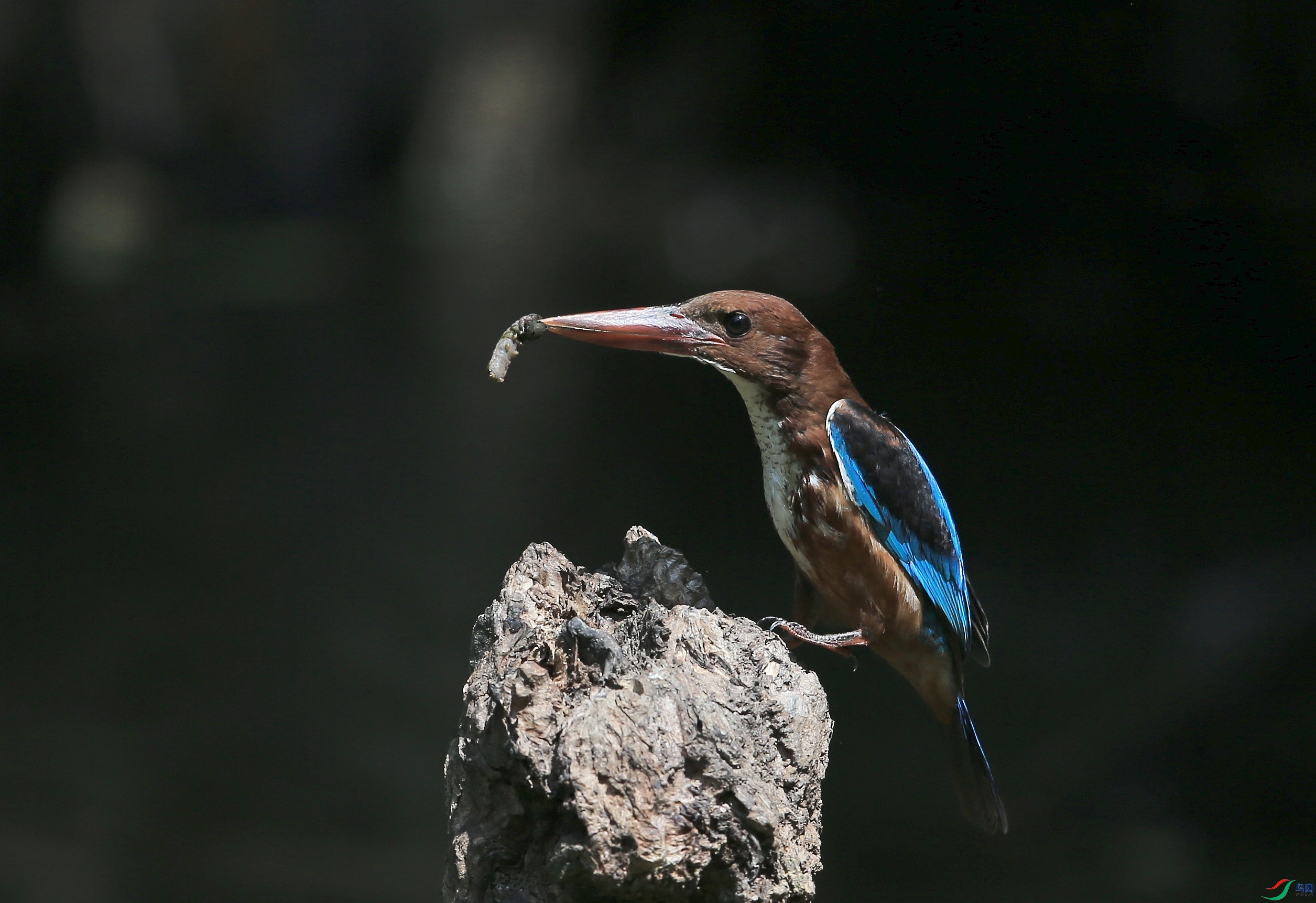 IMGL0329�� ��.JPG