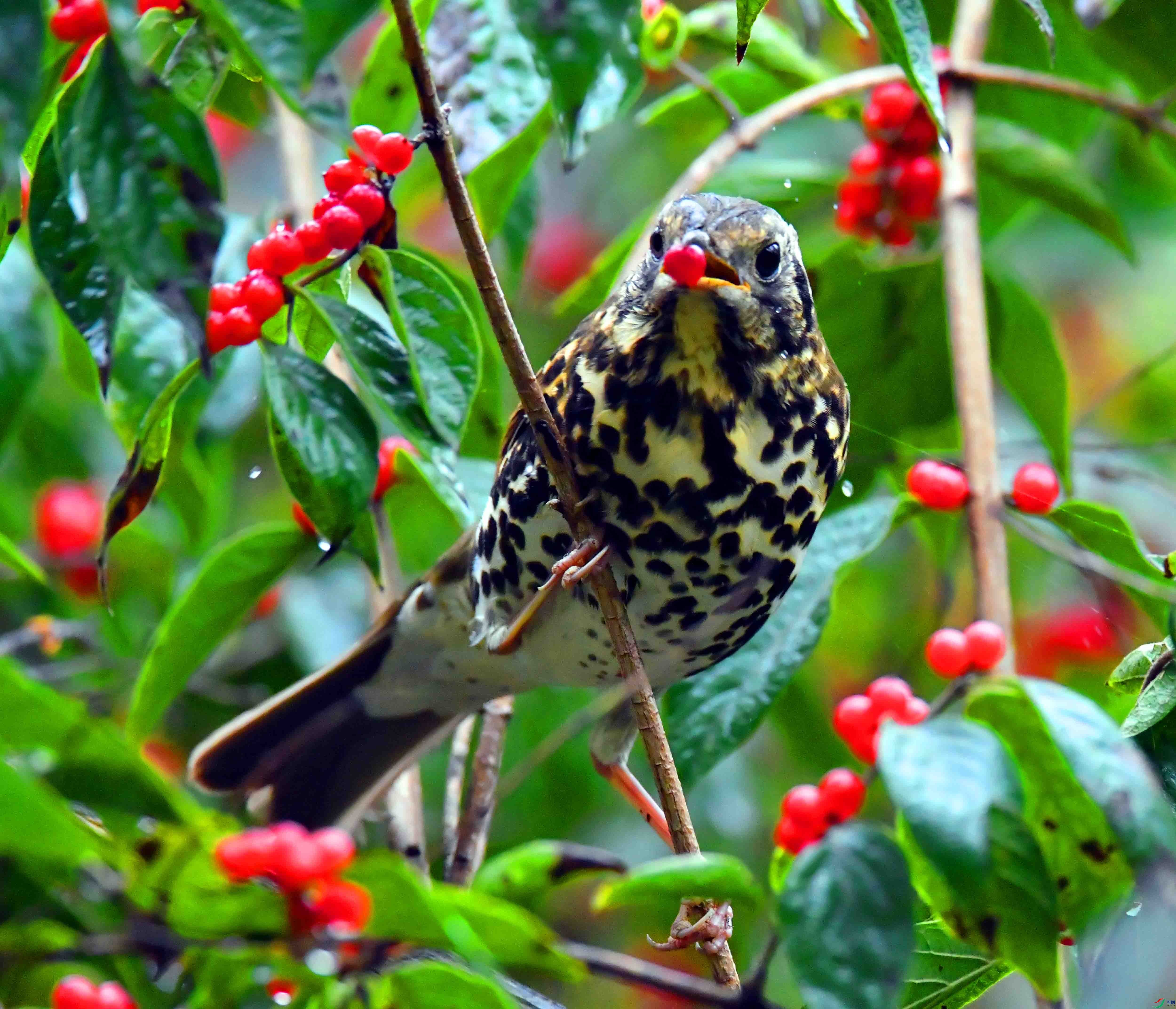DSC_0643.JPG
