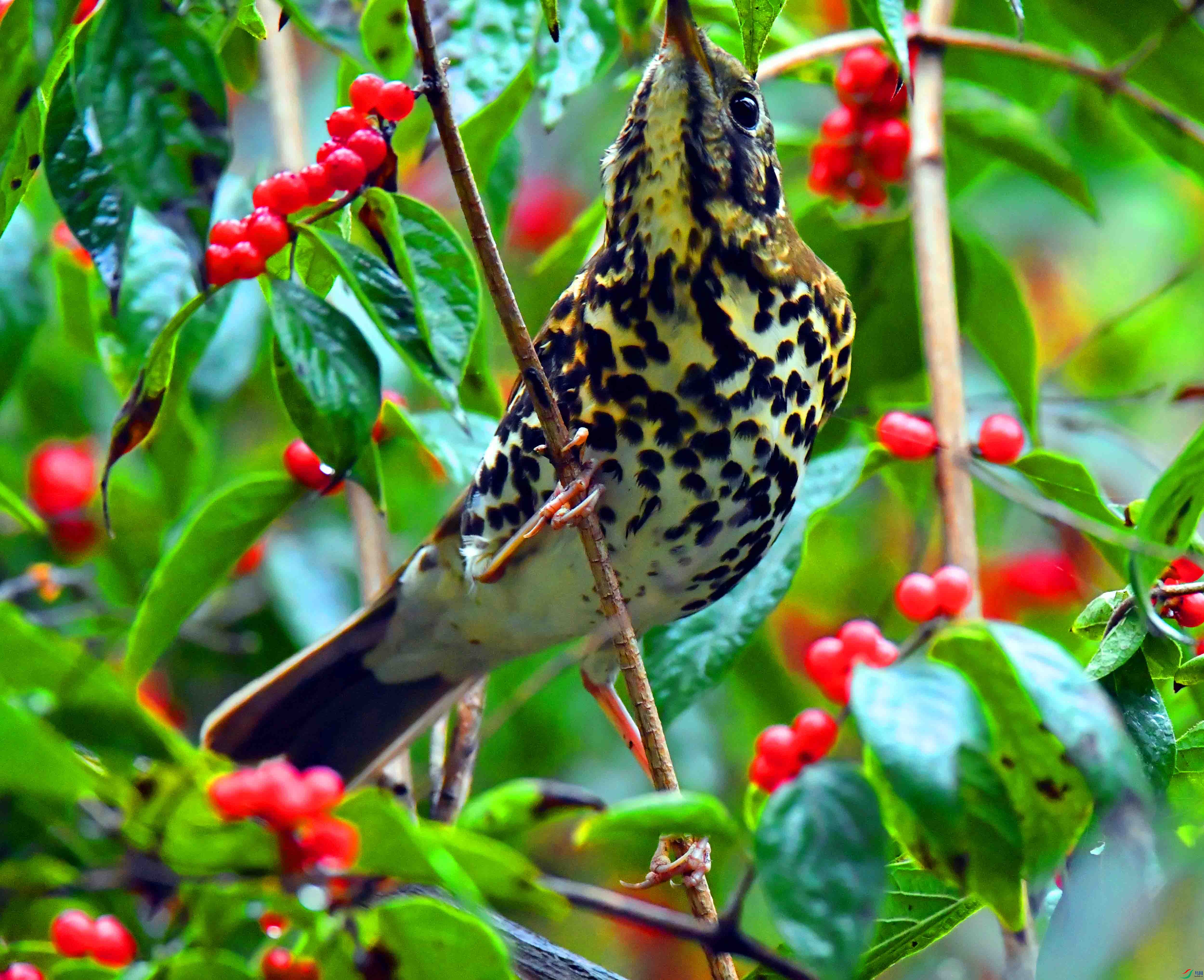 DSC_0642.JPG