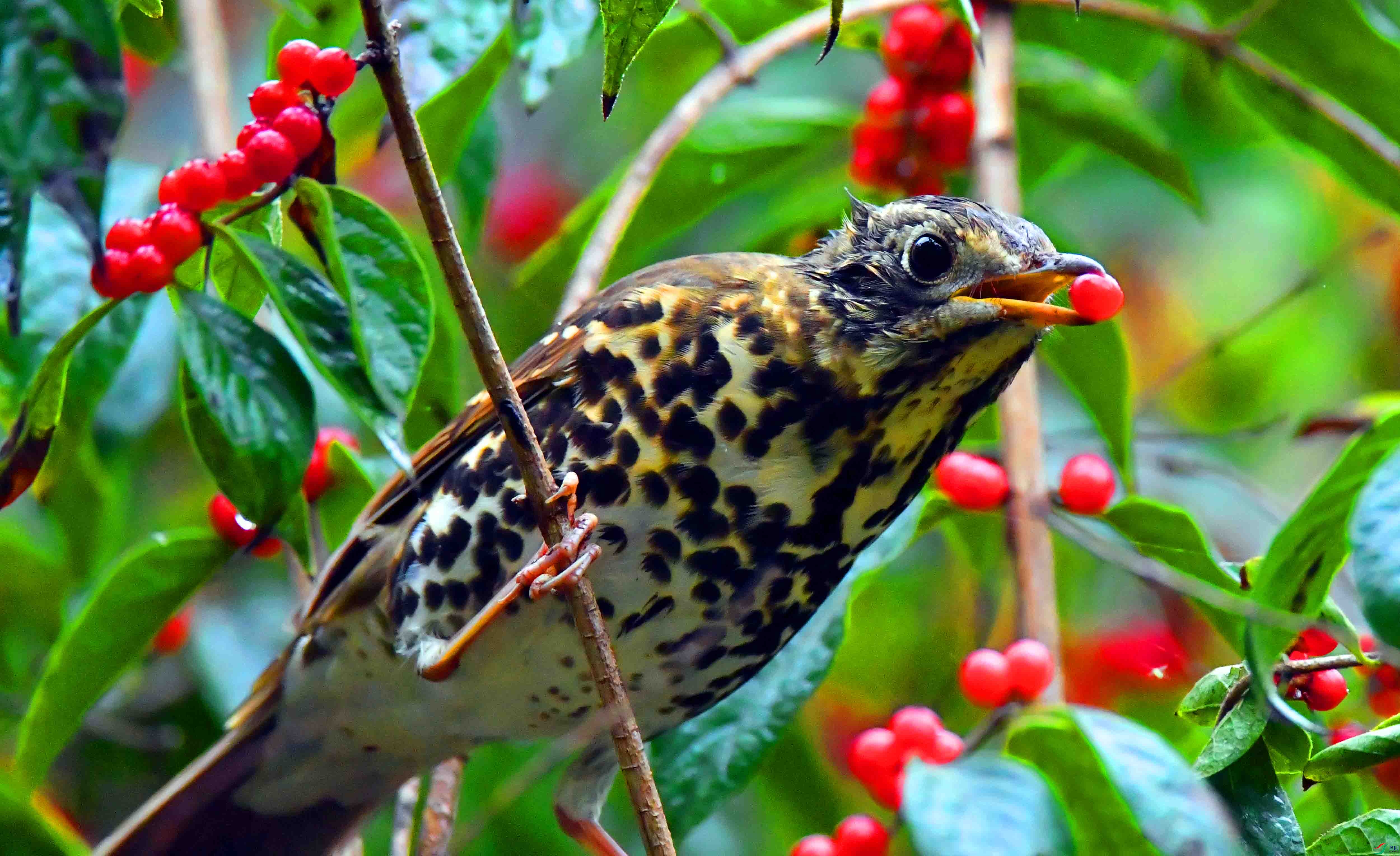 DSC_0657.JPG