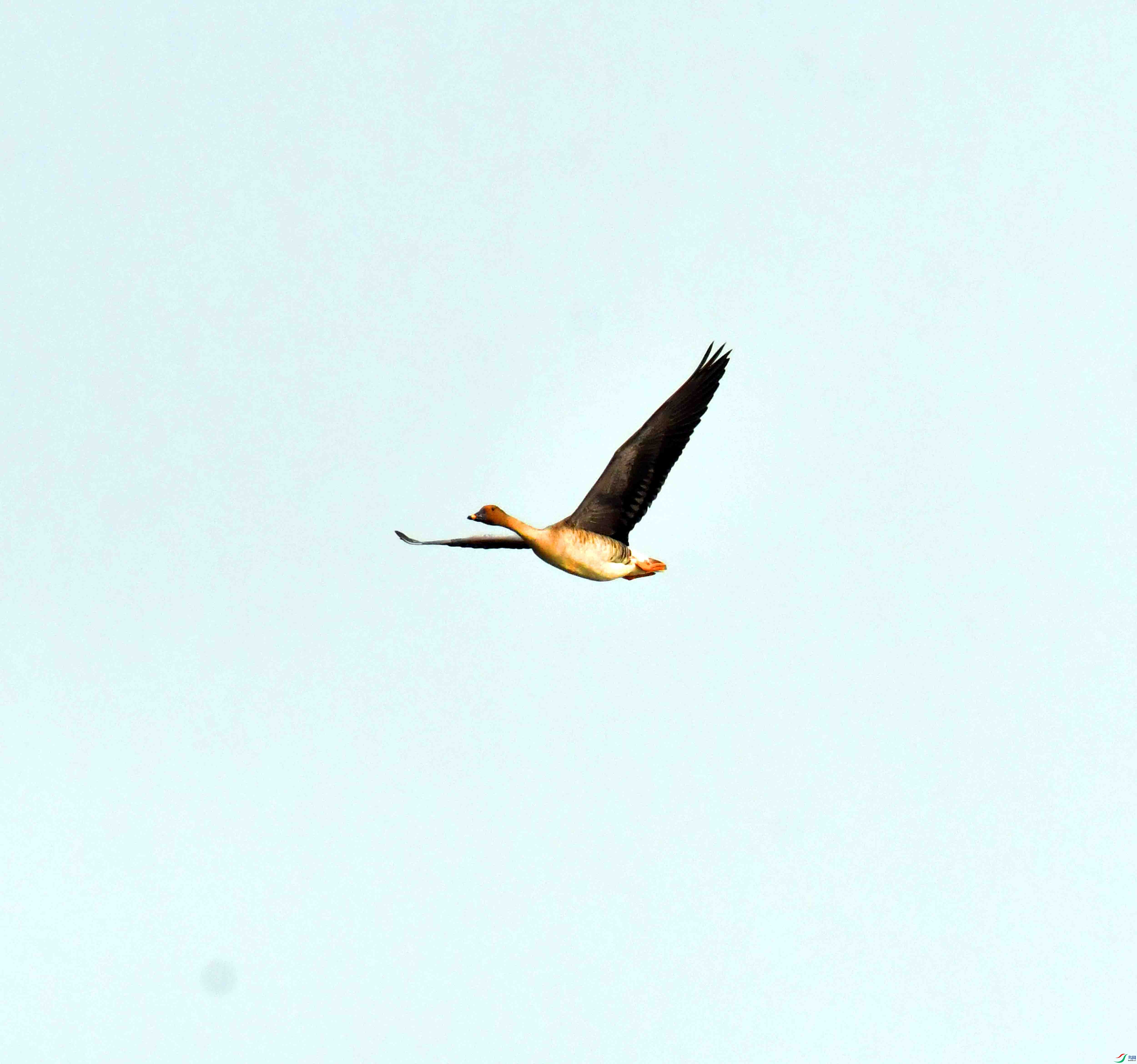 DSC_9772.JPG