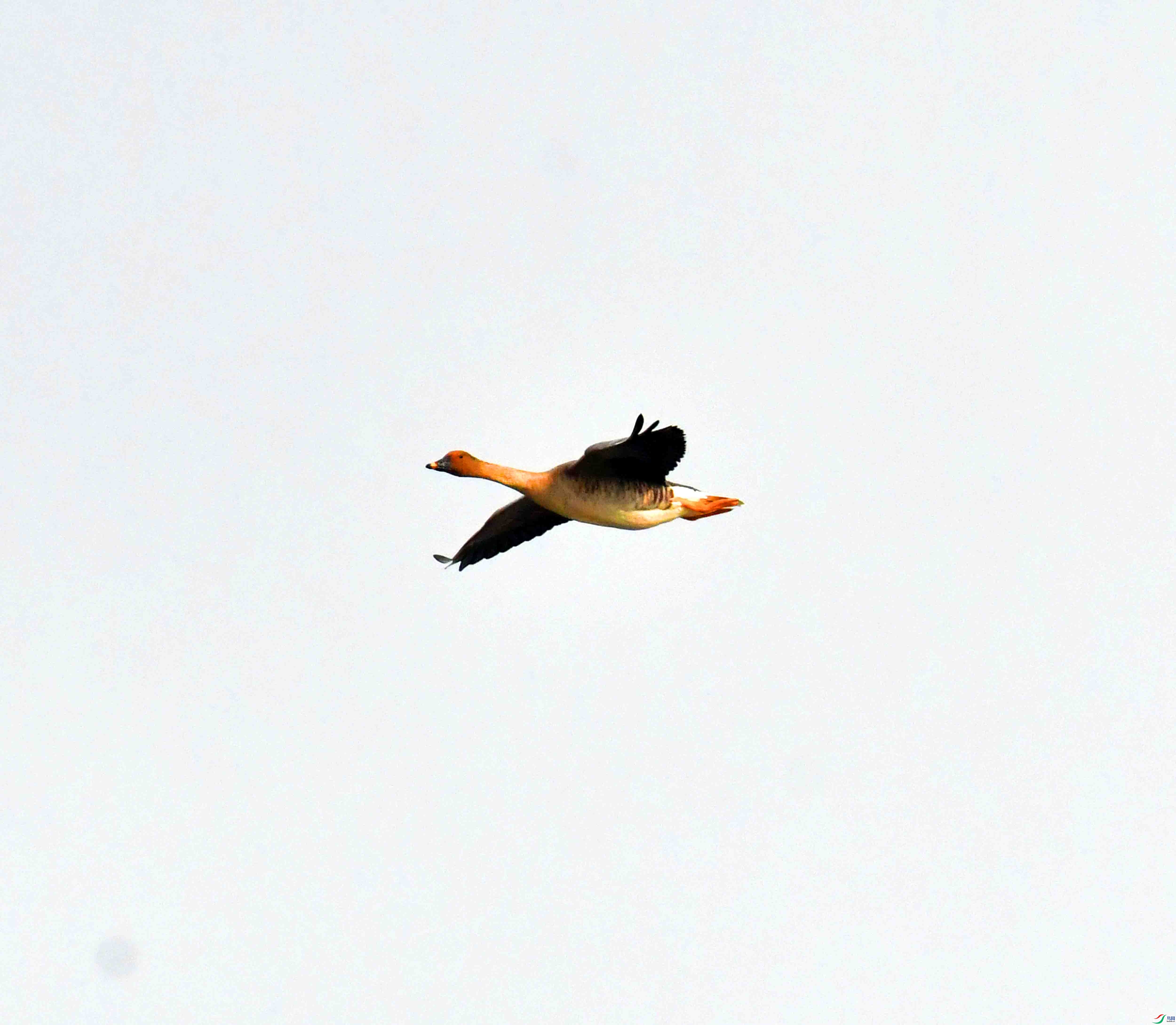 DSC_9775.JPG