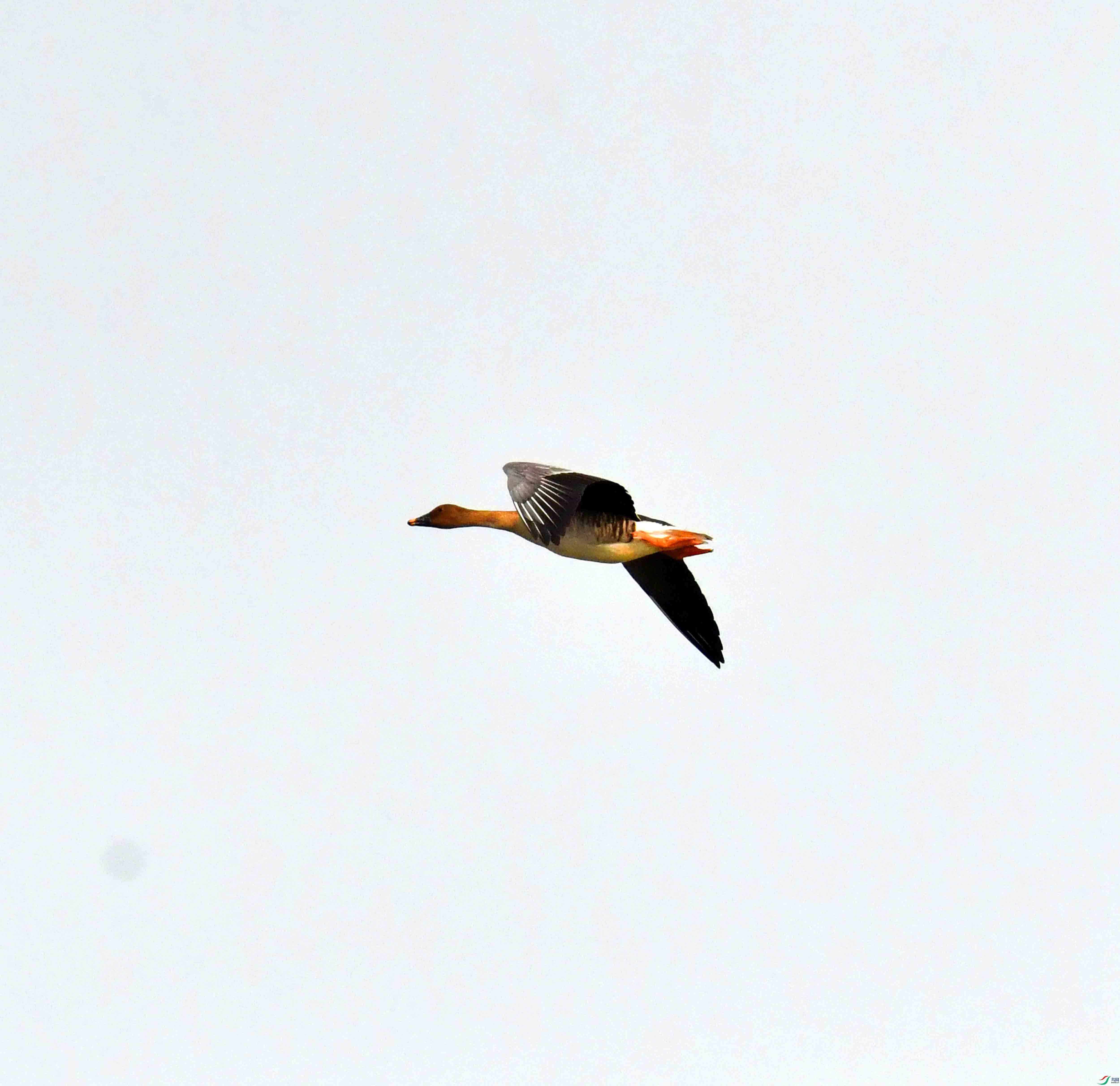 DSC_9784.JPG