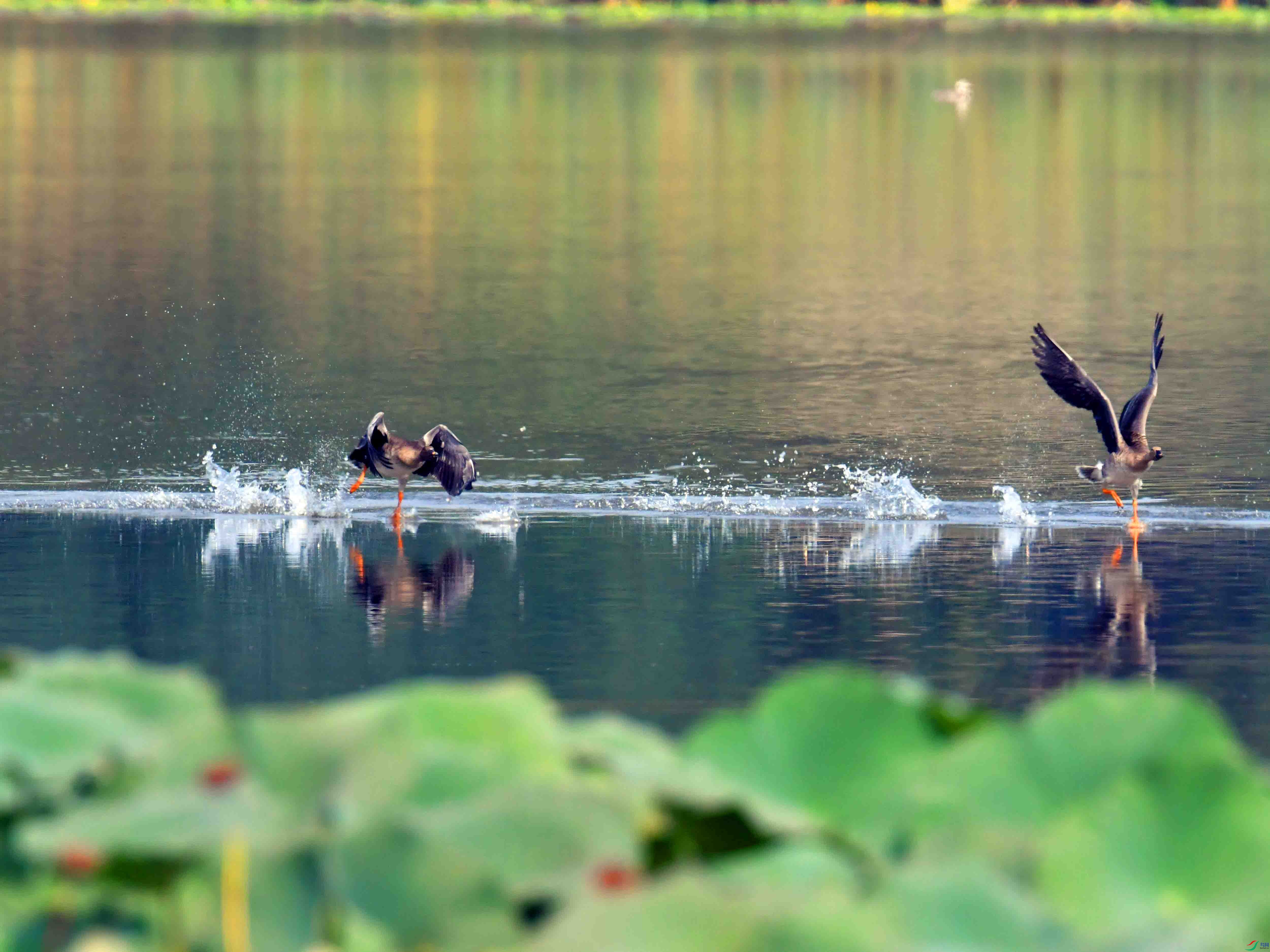 DSC_9836.JPG