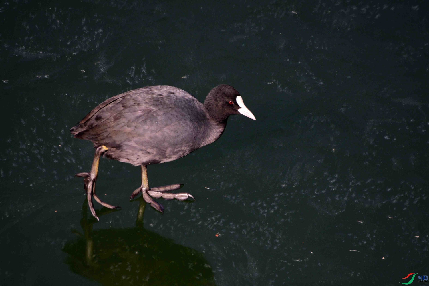 DSC_9591.JPG