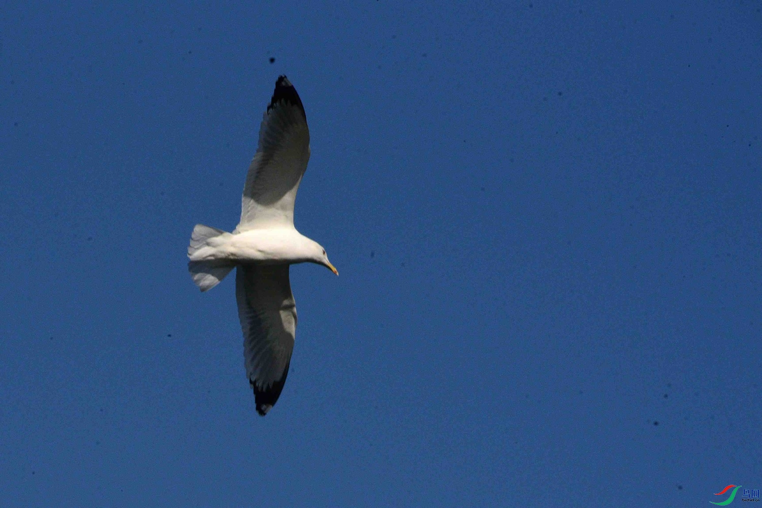 DSC_9782.JPG