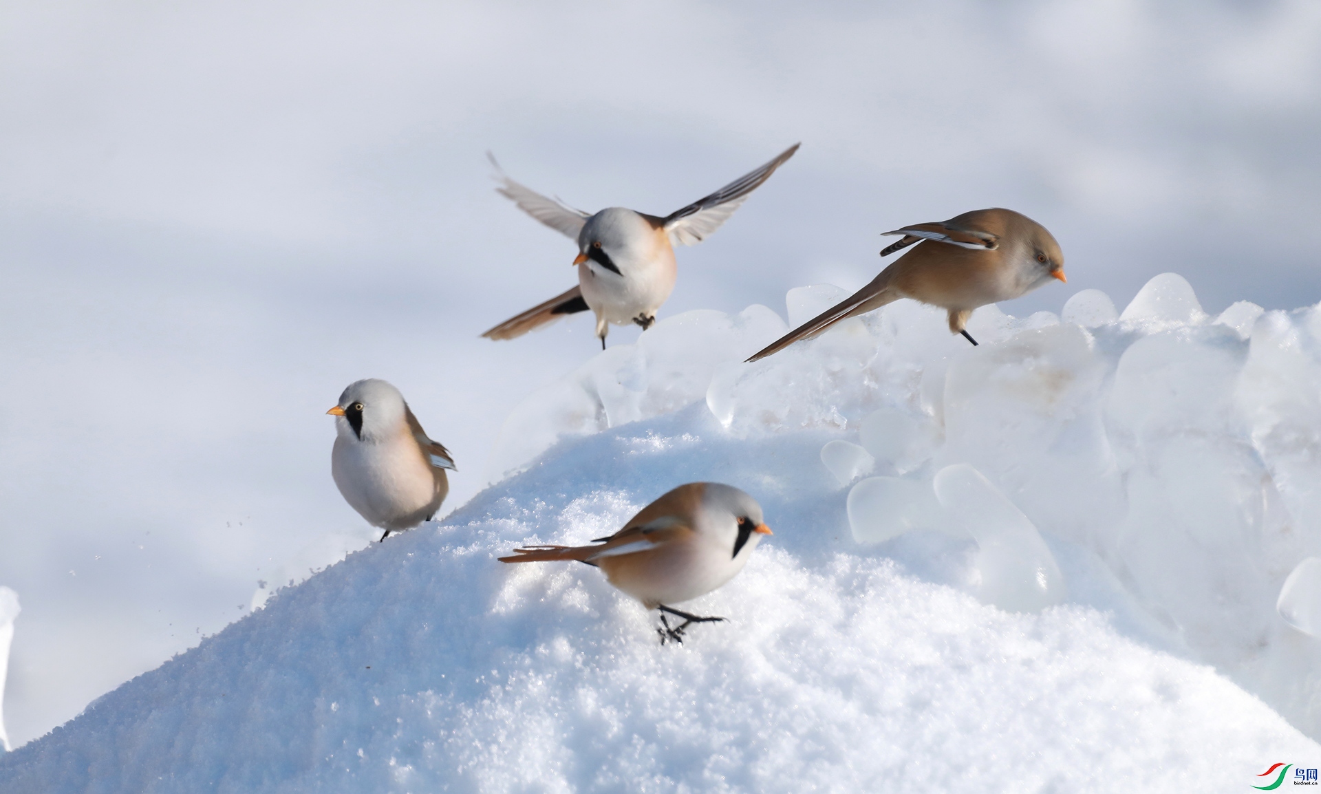 9G8A8149 ����.jpg