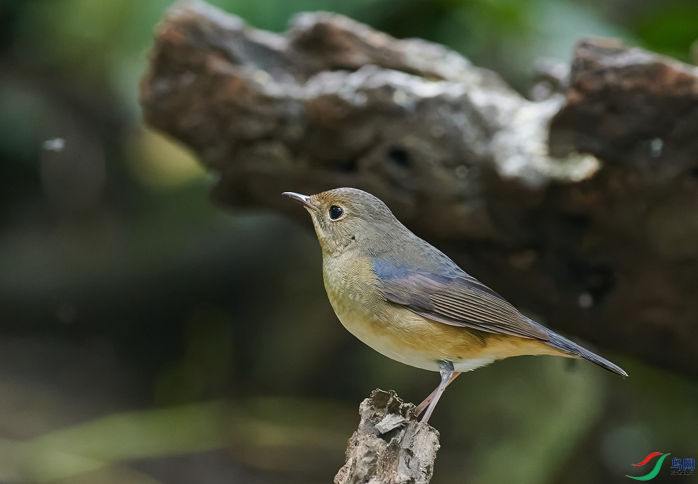 ���ظ���ǳ�