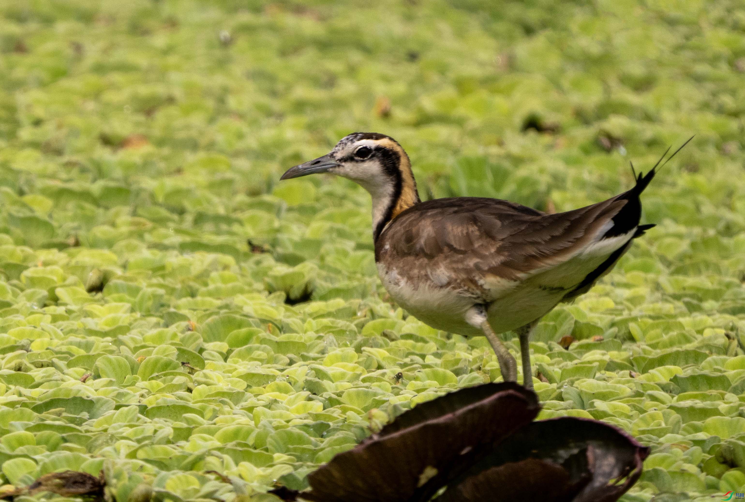 1-xtˮ���ǳ���P3290216 ����.jpg