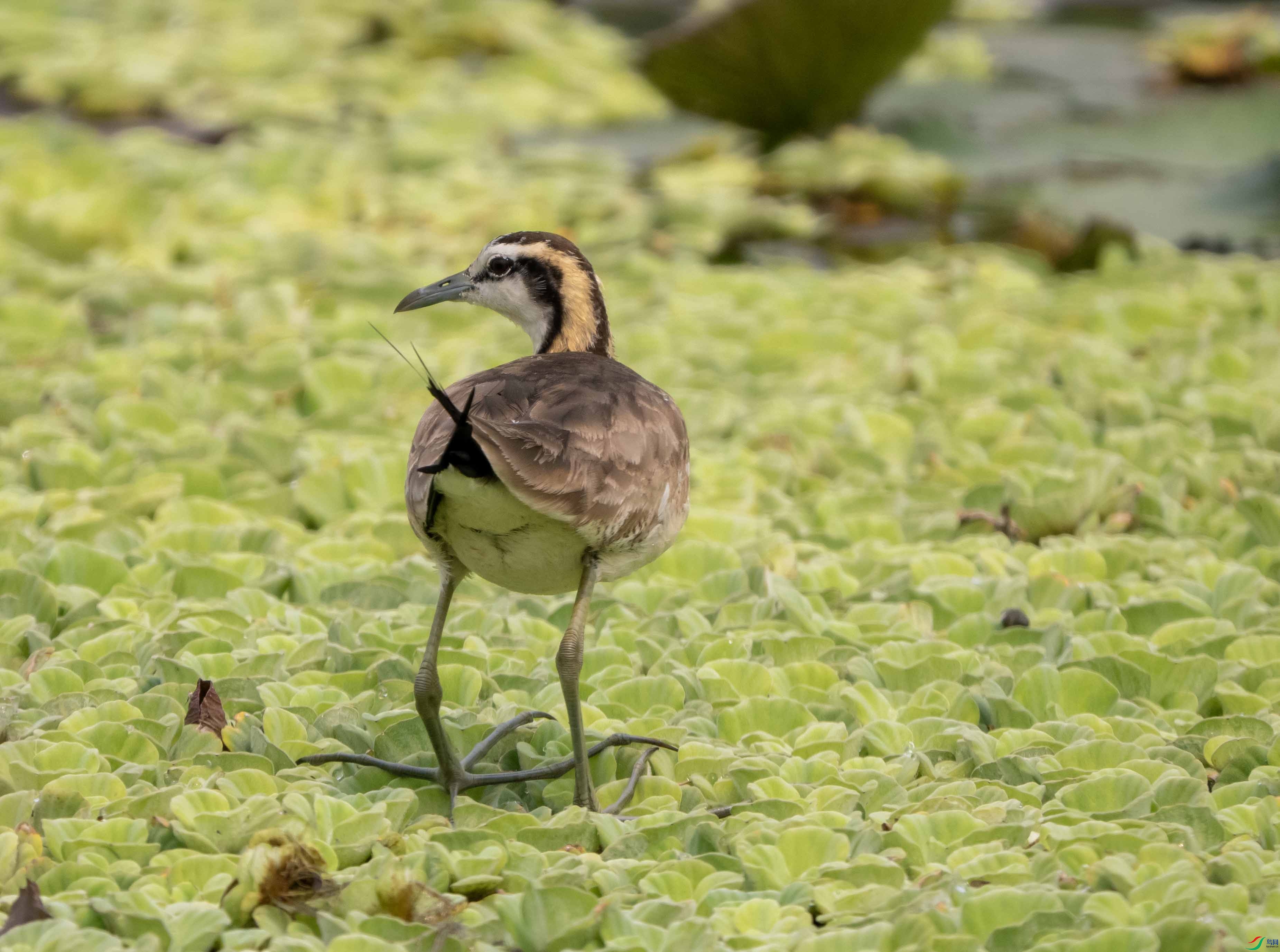 1-xtP3290208 ����.jpg